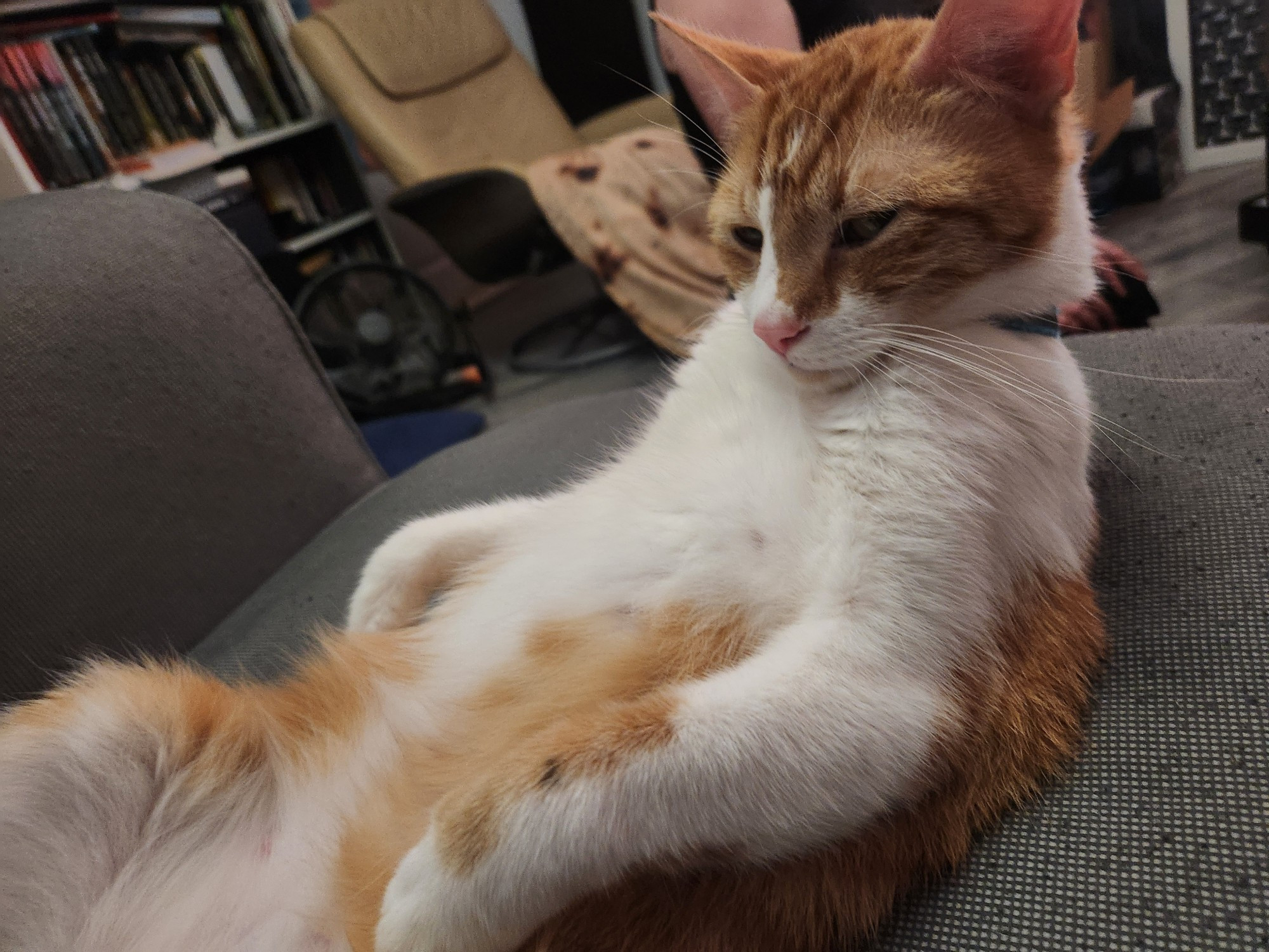 Ganon (Orange cat) is looking at the camera while sitting in the weirdest possible position. Now he seems mad that it's been pointed out. 