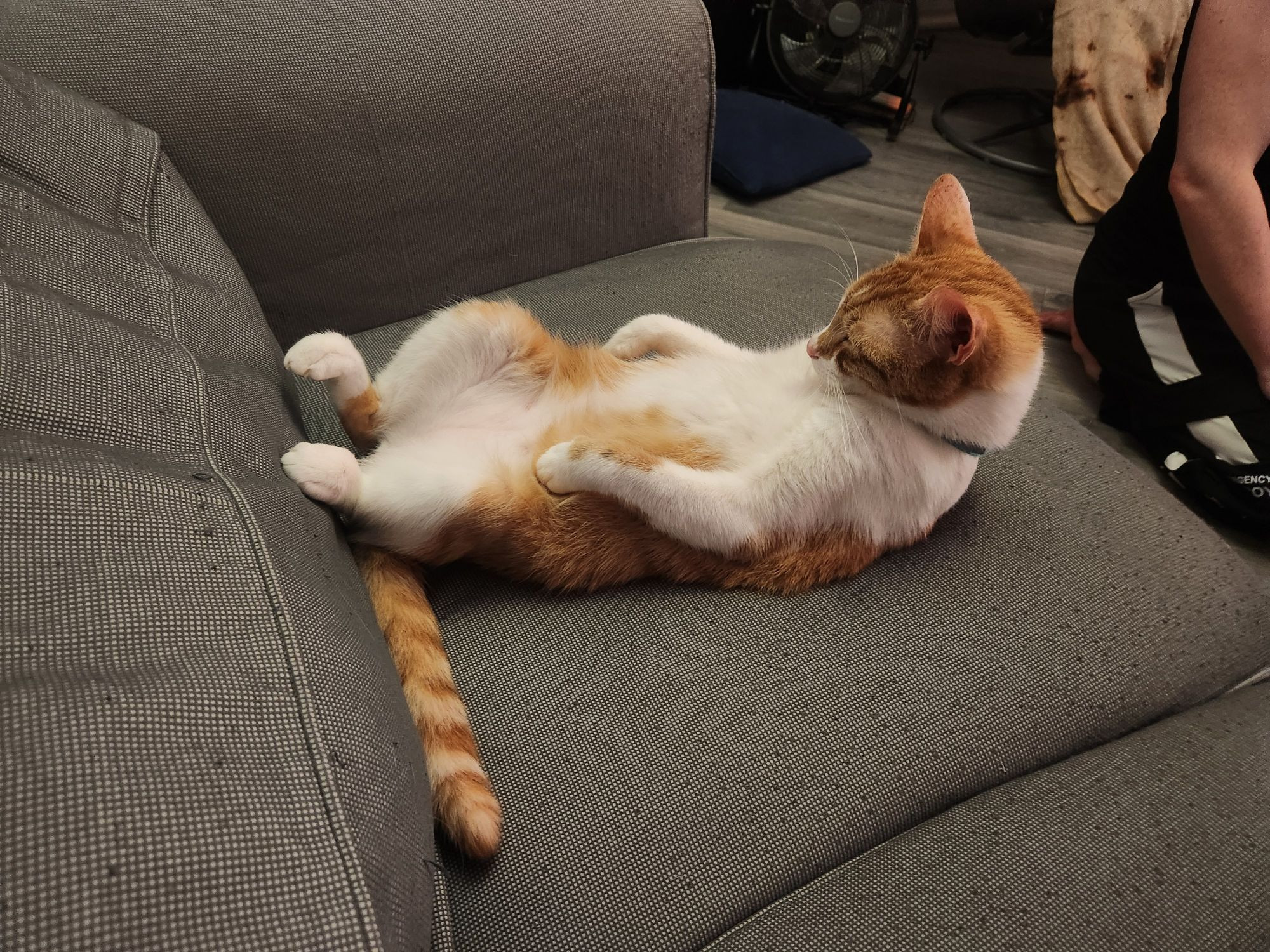 Ganon (Orange cat) is sitting in the weirdest possible position, but seems fine about it. 