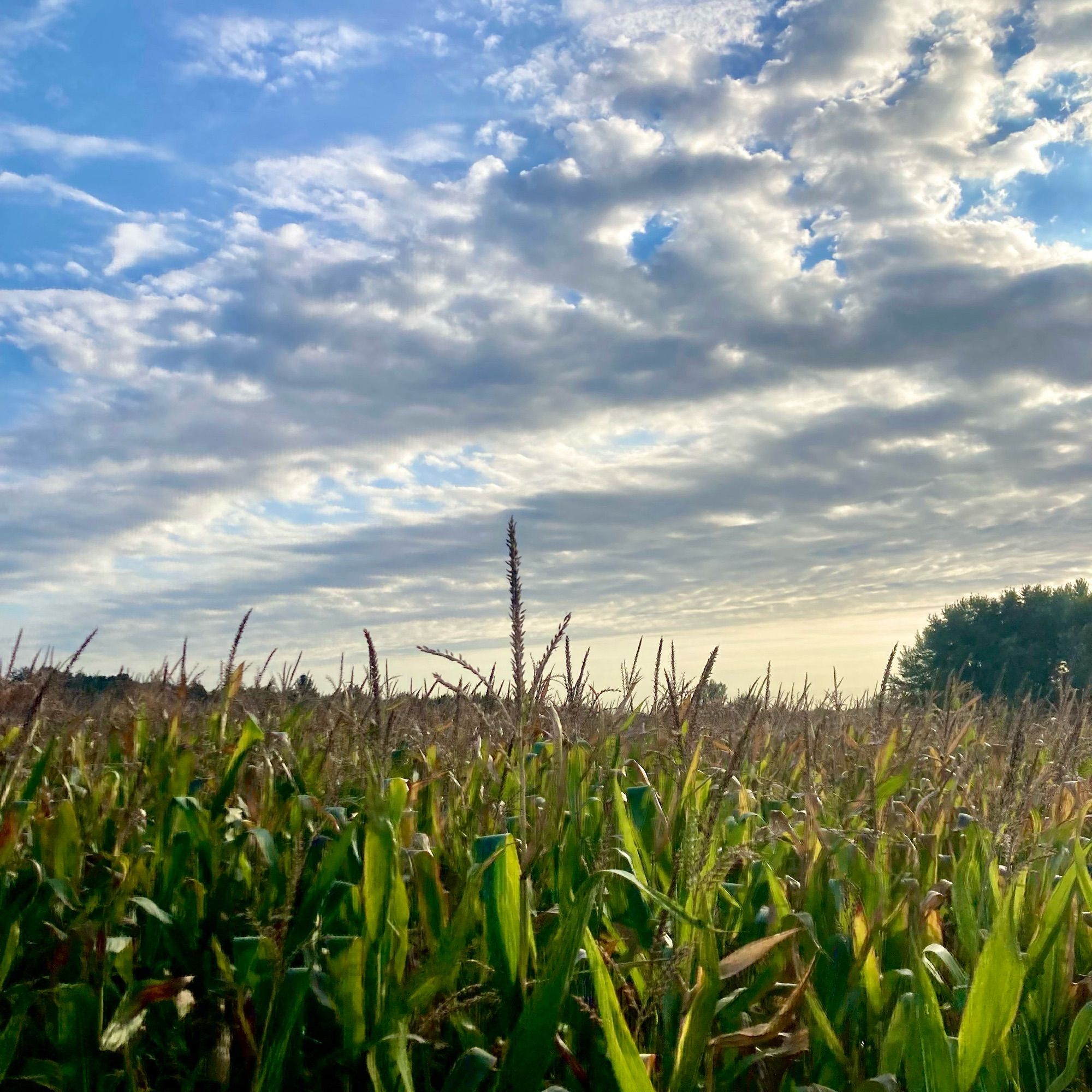 a corn field and an evening sky