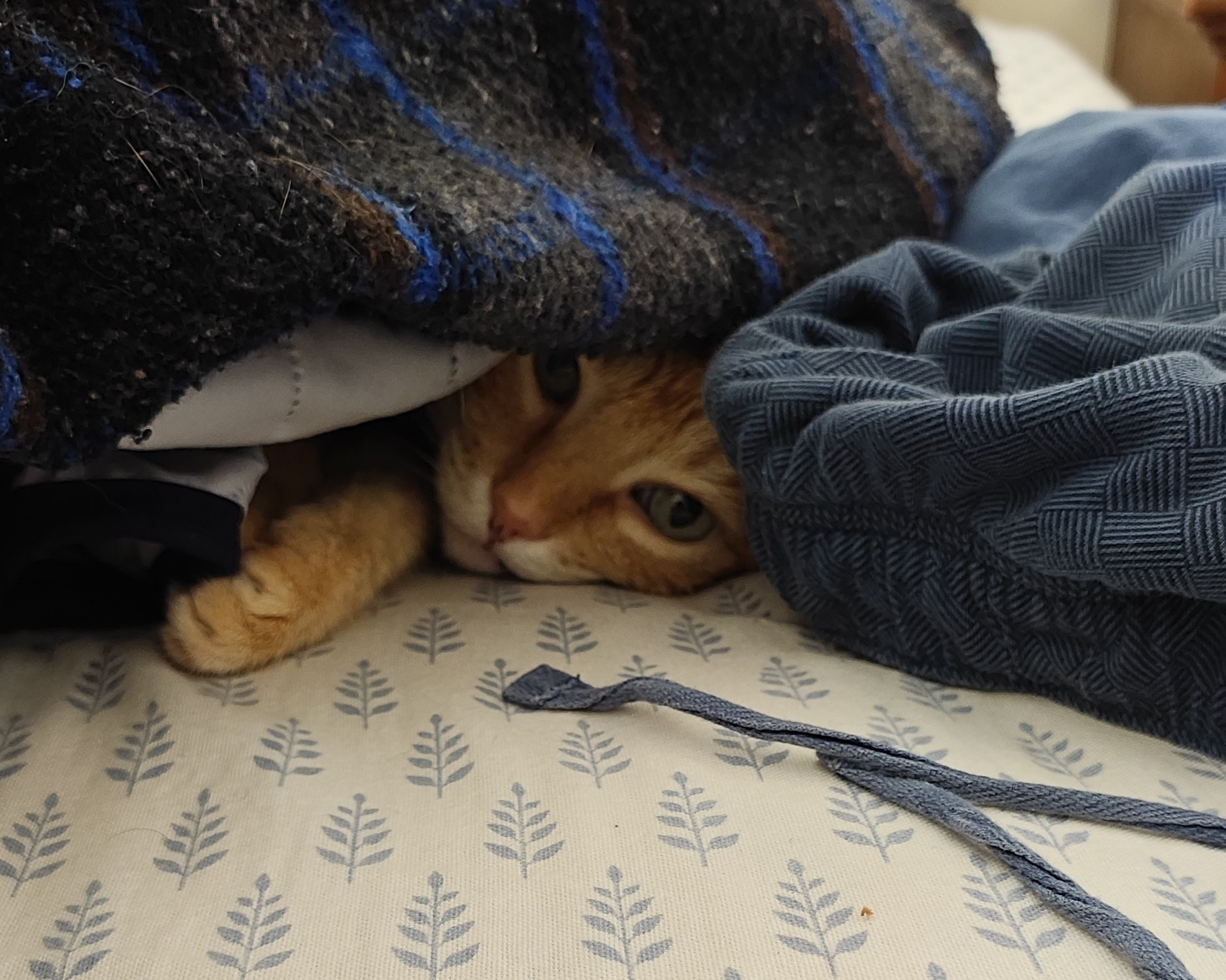 An orange cat peeking from under a blanket on a bed