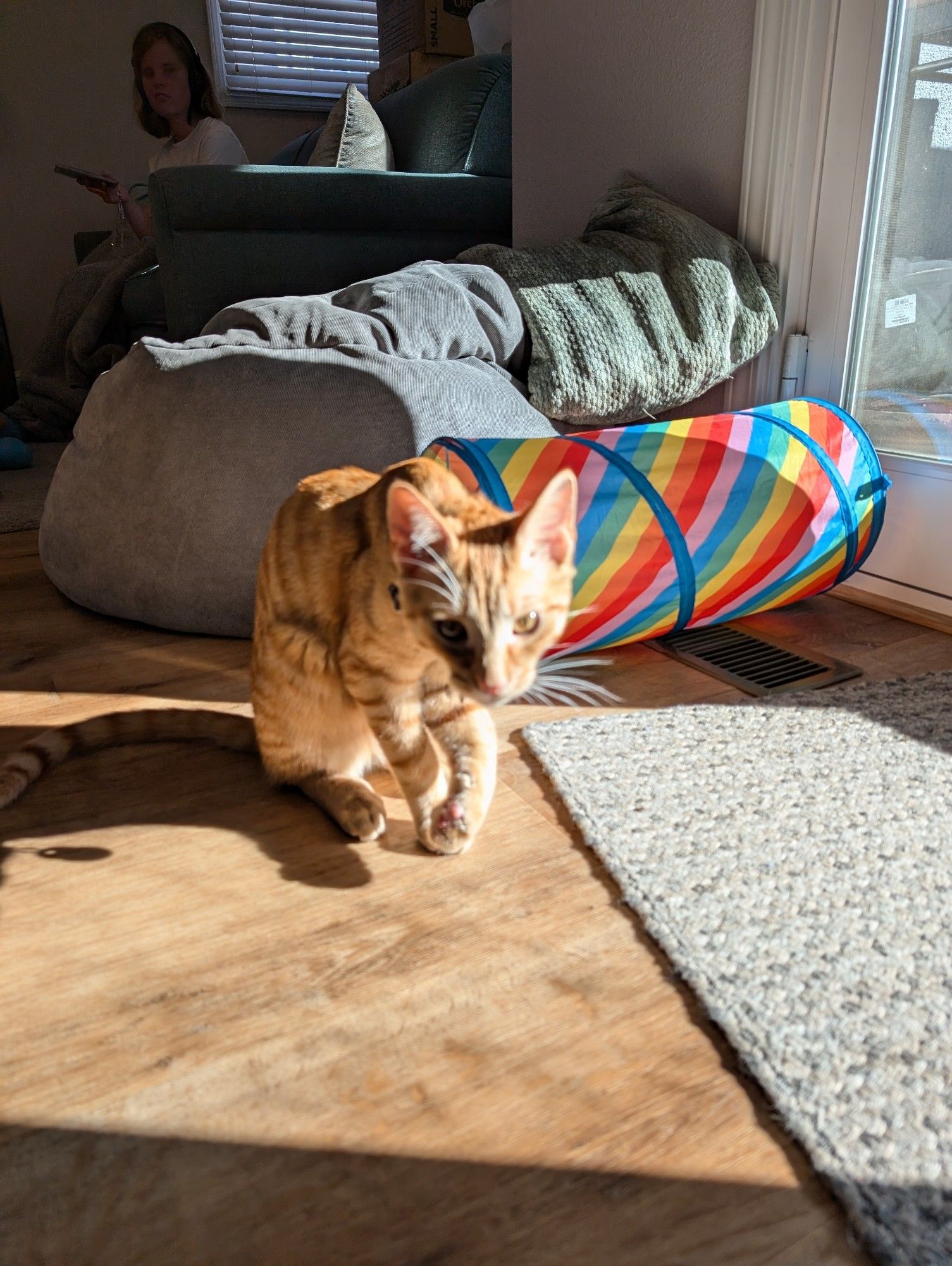 An orange tabby who was just biting at his paw