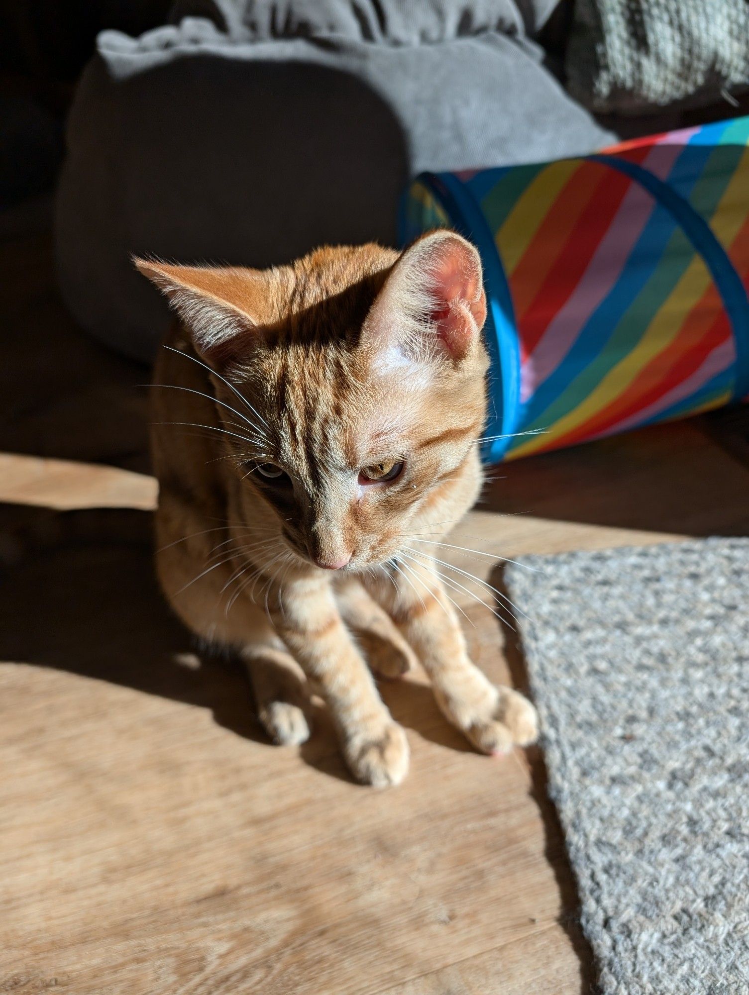 An orange tabby not looking at the camera