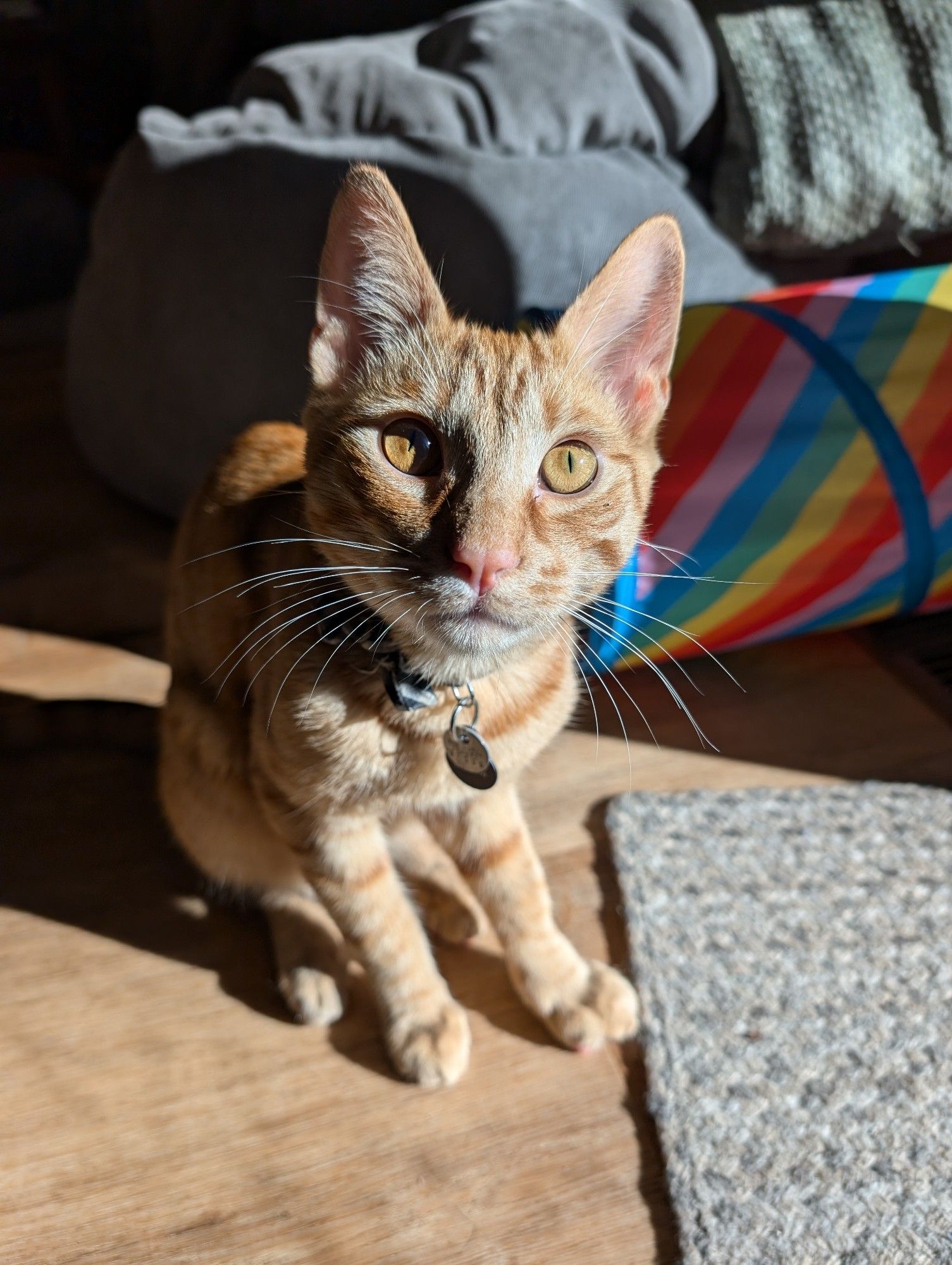 An orange tabby looking at the camera but the sunlight is too bright and one of his eyes is in shadow