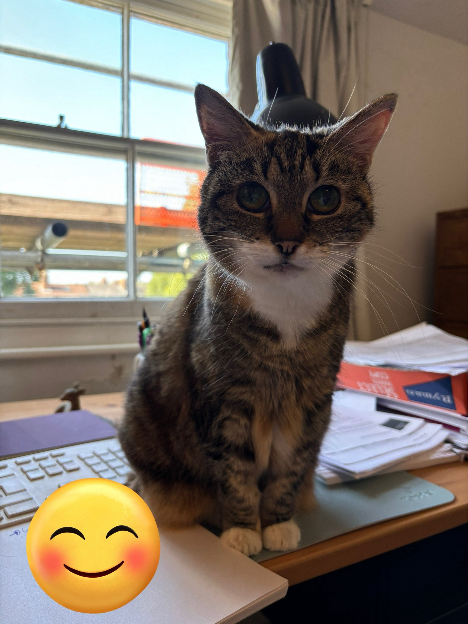 Bella my tabby cat sitting on a desk surrounded by paper and a keyboard. Window behind here. Smiley blush emoji covering some notes