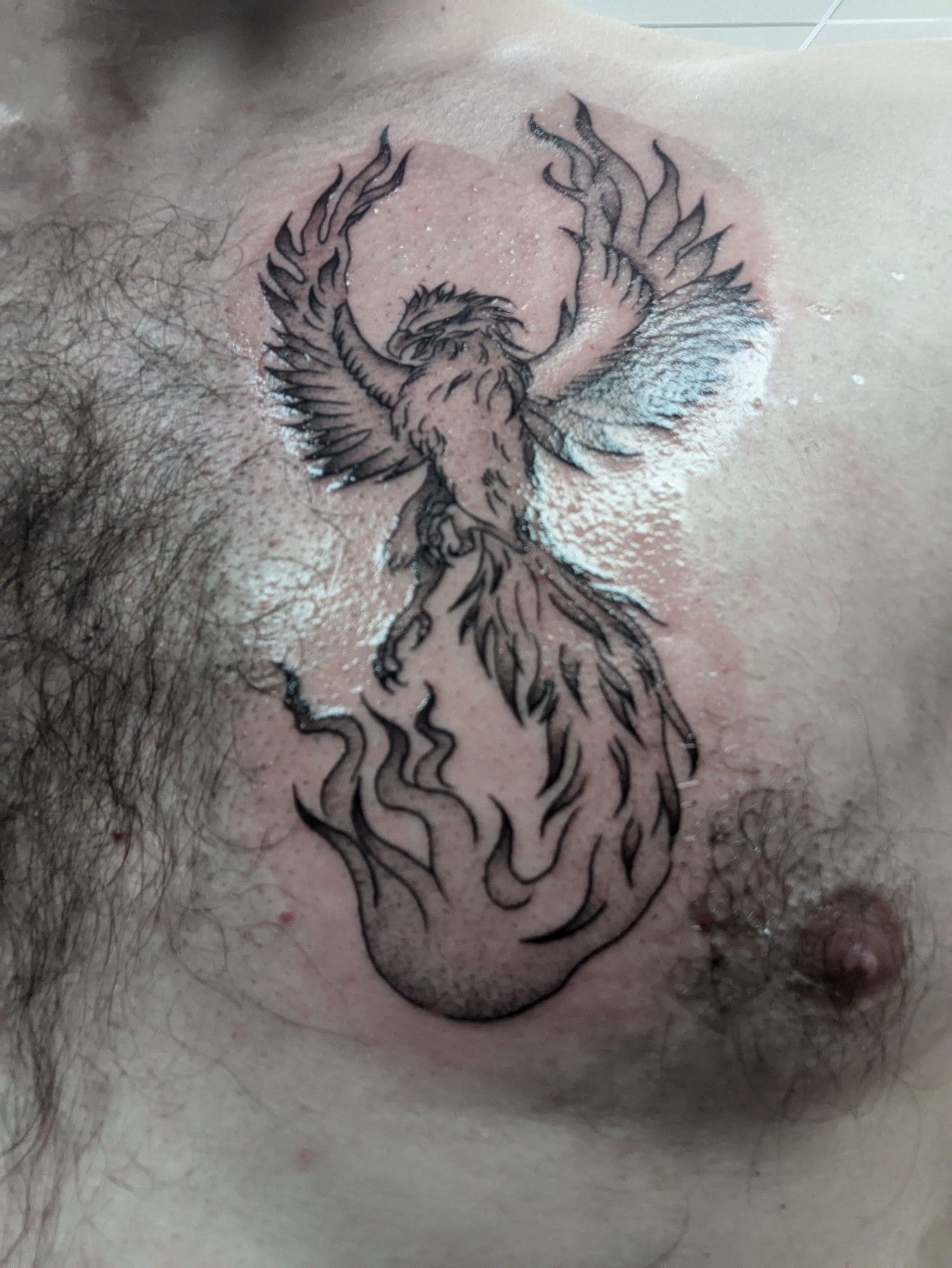 Fresh tattoo on the chest drifting a phoenix. The tattoo is done in all black ink (line work and shading). The wings are arched over the top of the head. The tail fades from feathers to flames that rise up to the bottom of talons.