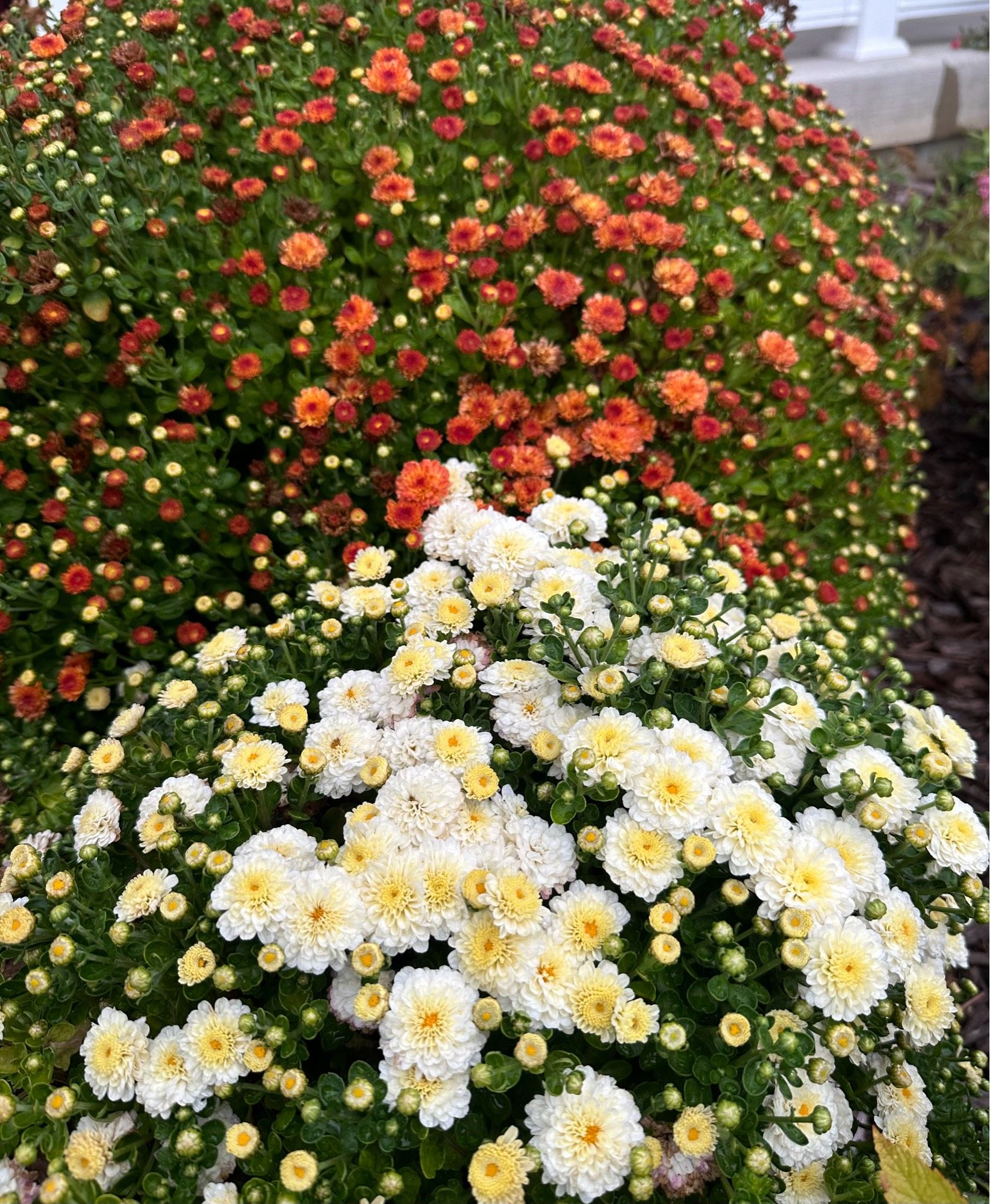 white and orange chrysanthemums