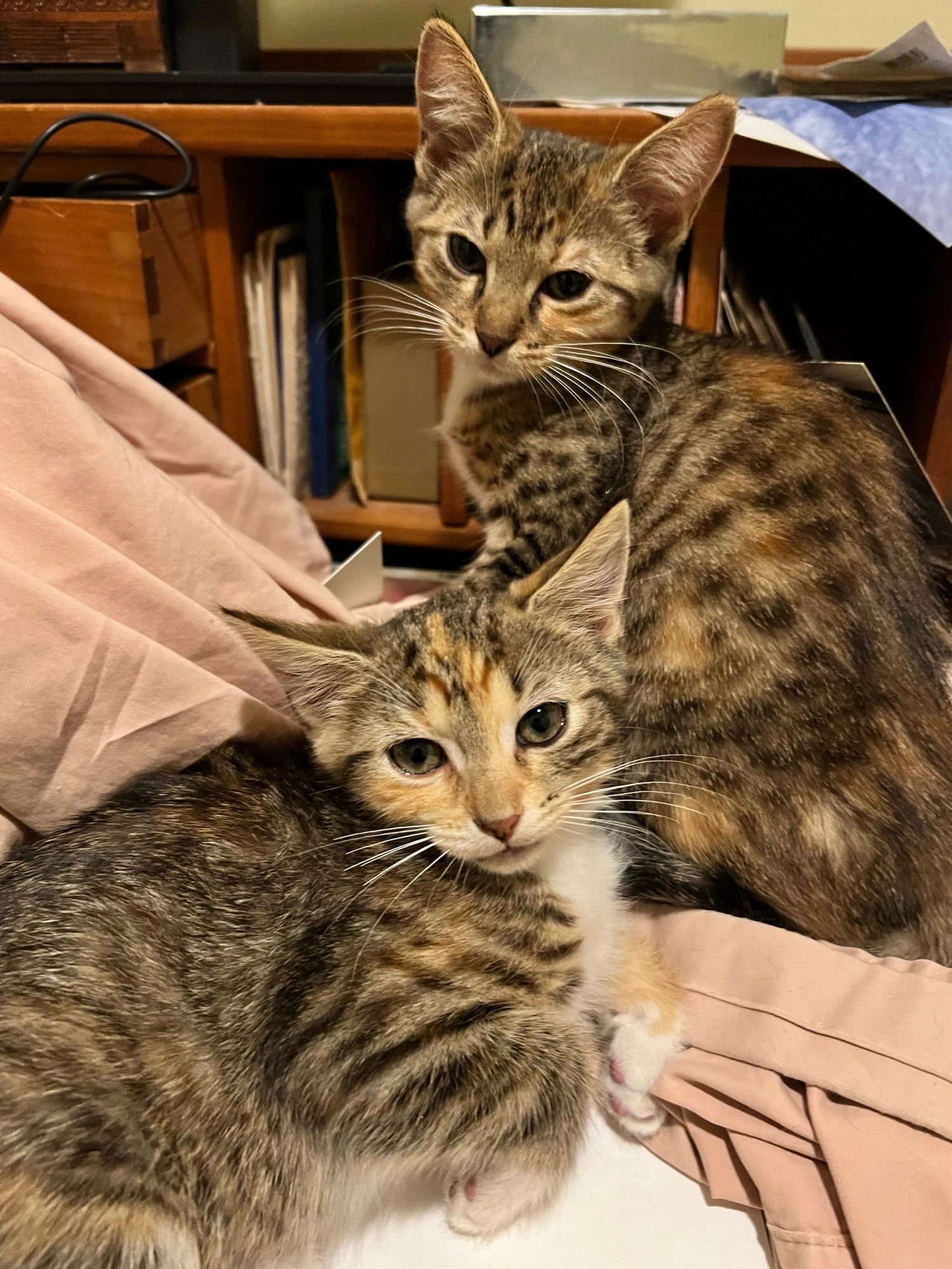 Two grumpy tabby kittens