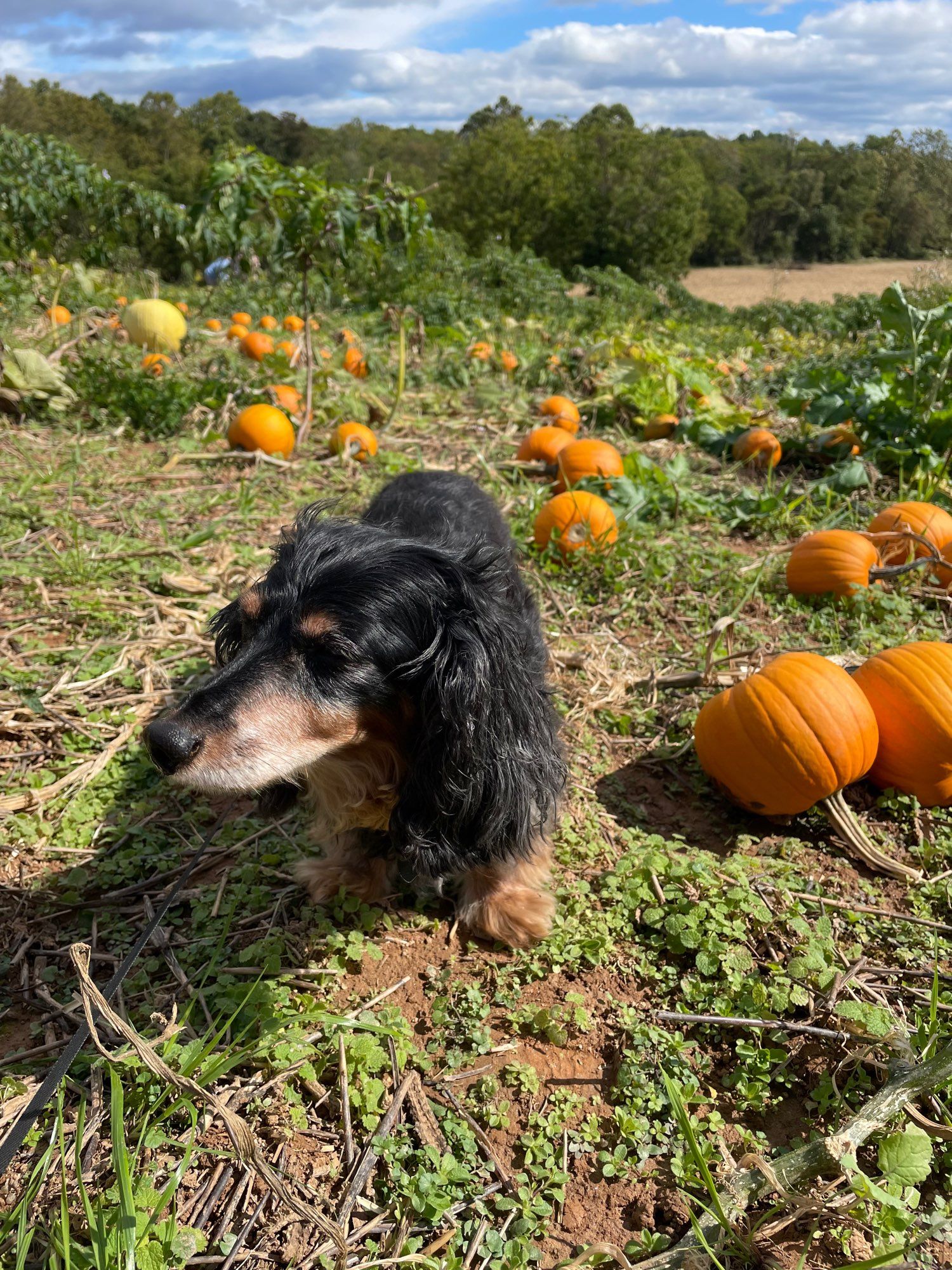 Pan in a pumpkin patch