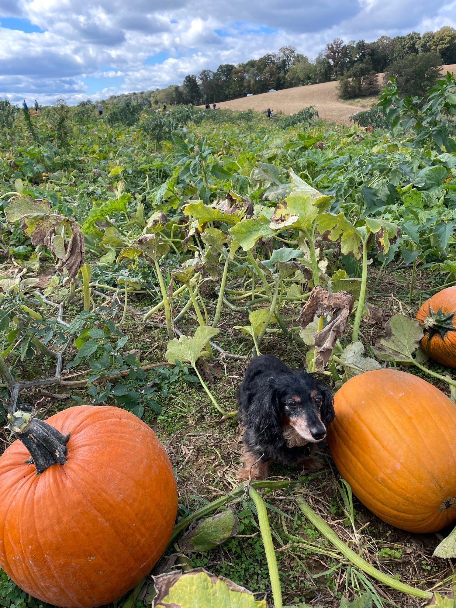 Pan in a pumpkin patch