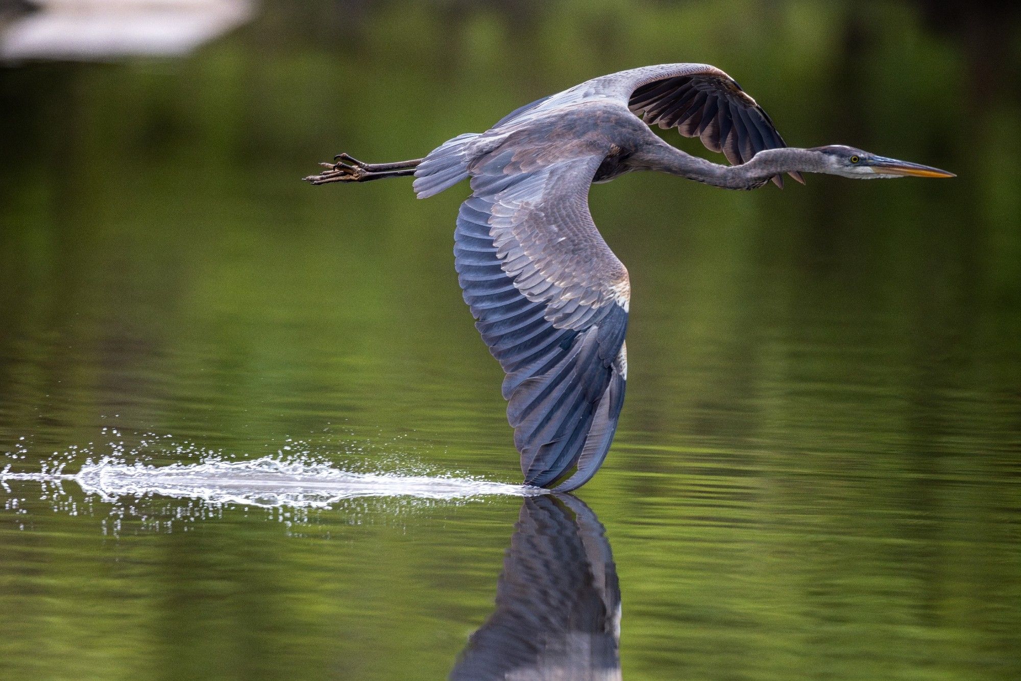 Great blue heron in flight part of it's wing touching the lake water the water is reflecting the heron's wing

Shot on Canon R5 600mm L usm