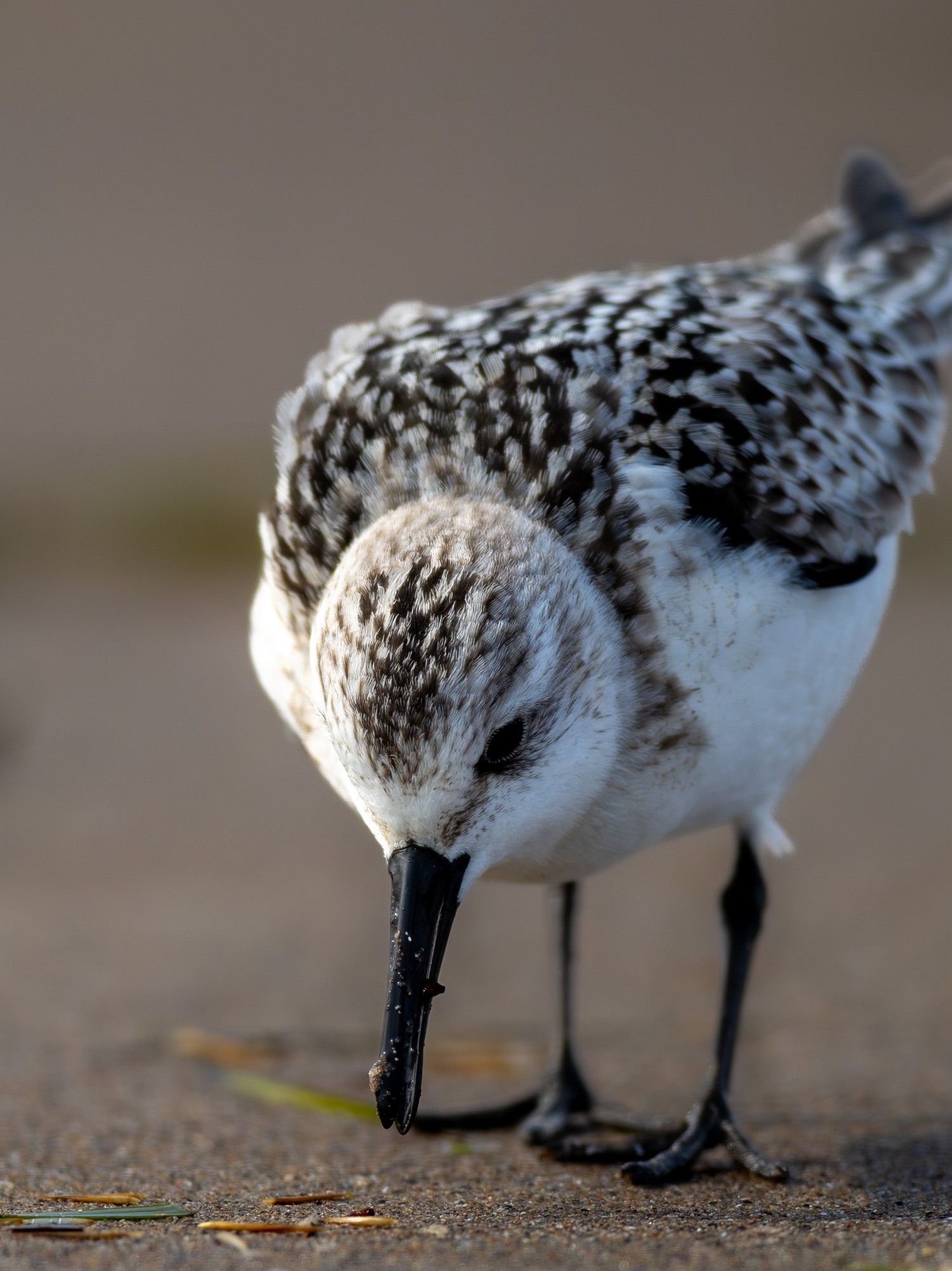 Sanderling