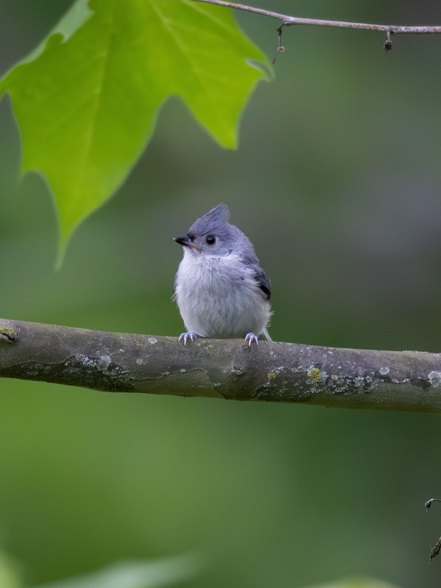 Tufted Titmouse sitting on a branch