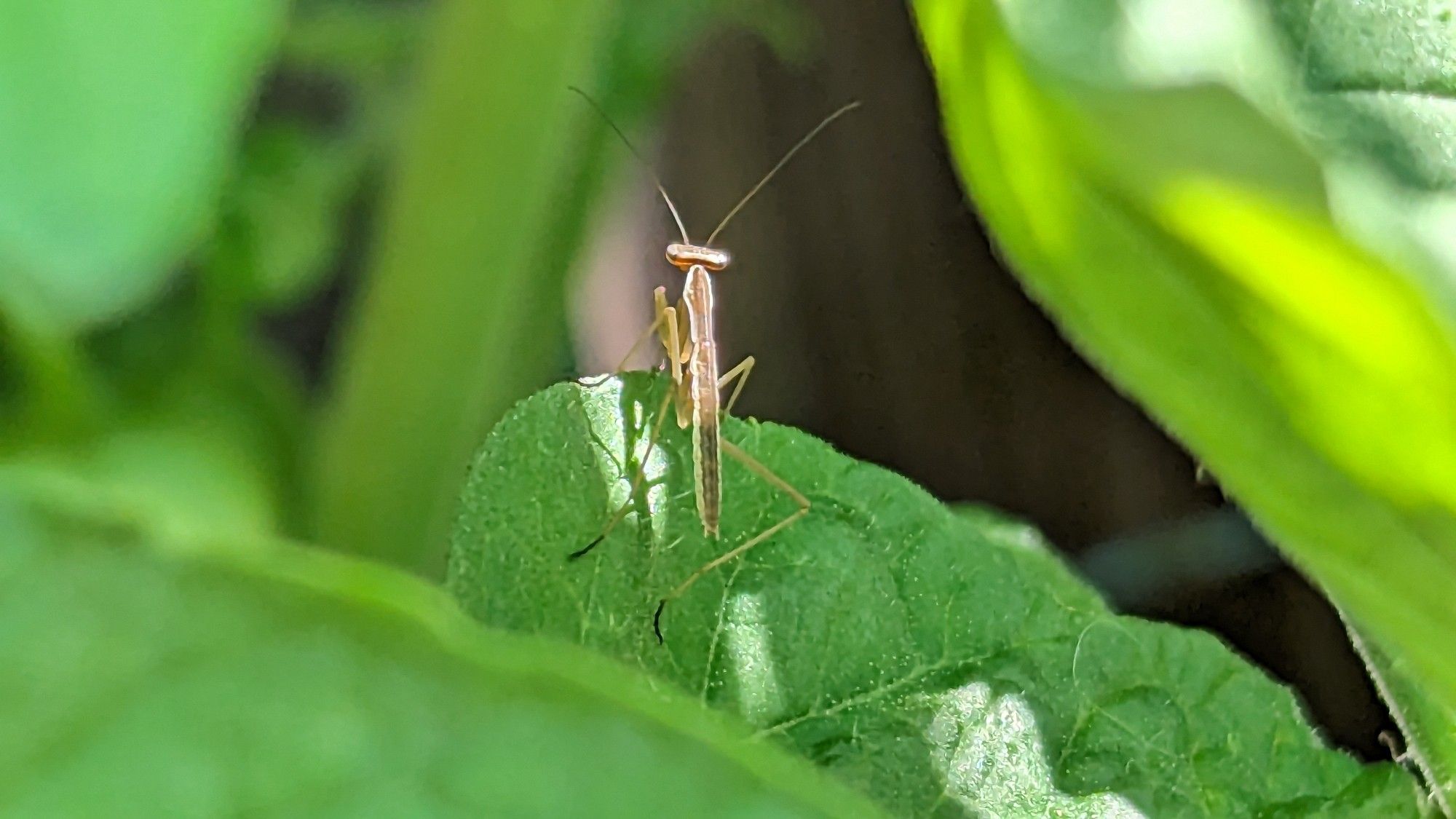 A tiny baby praying mantid surveys it's leafy territory 