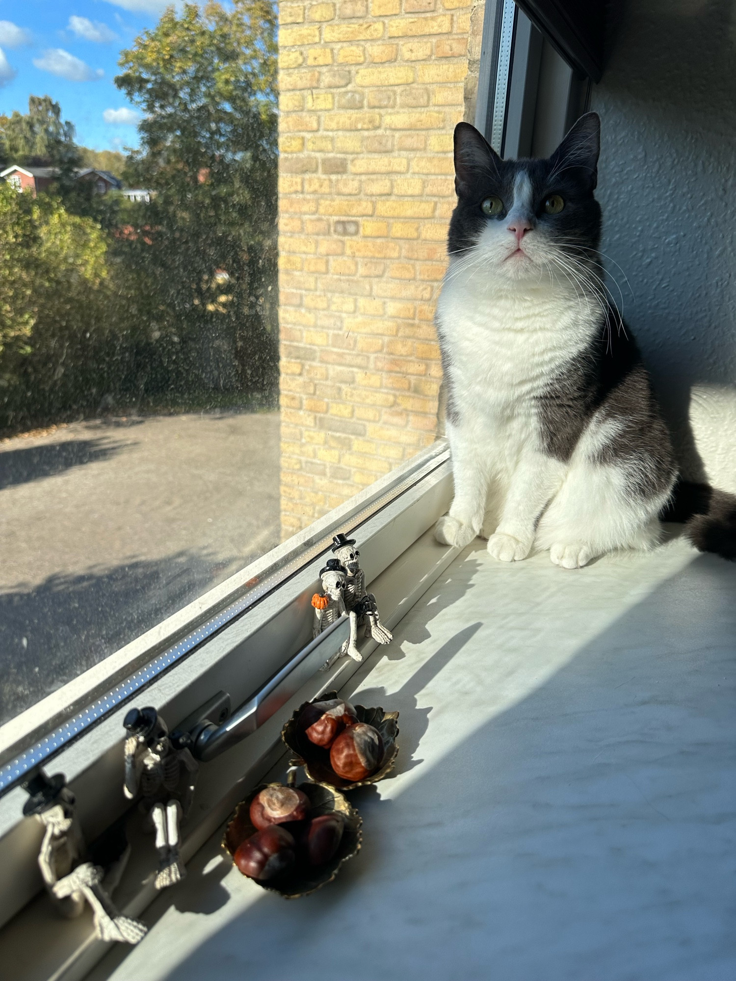 cat sitting in windowsill looking proud in front of halloween/autumn decorations 