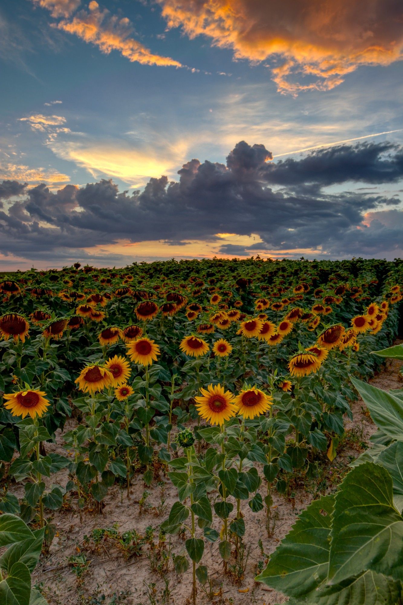 Se puede ver una fotografía vertical con un campo de girasoles y atrás, en la parte superior de la fotografía, un cielo con colores de atardecer y algunas nubes.