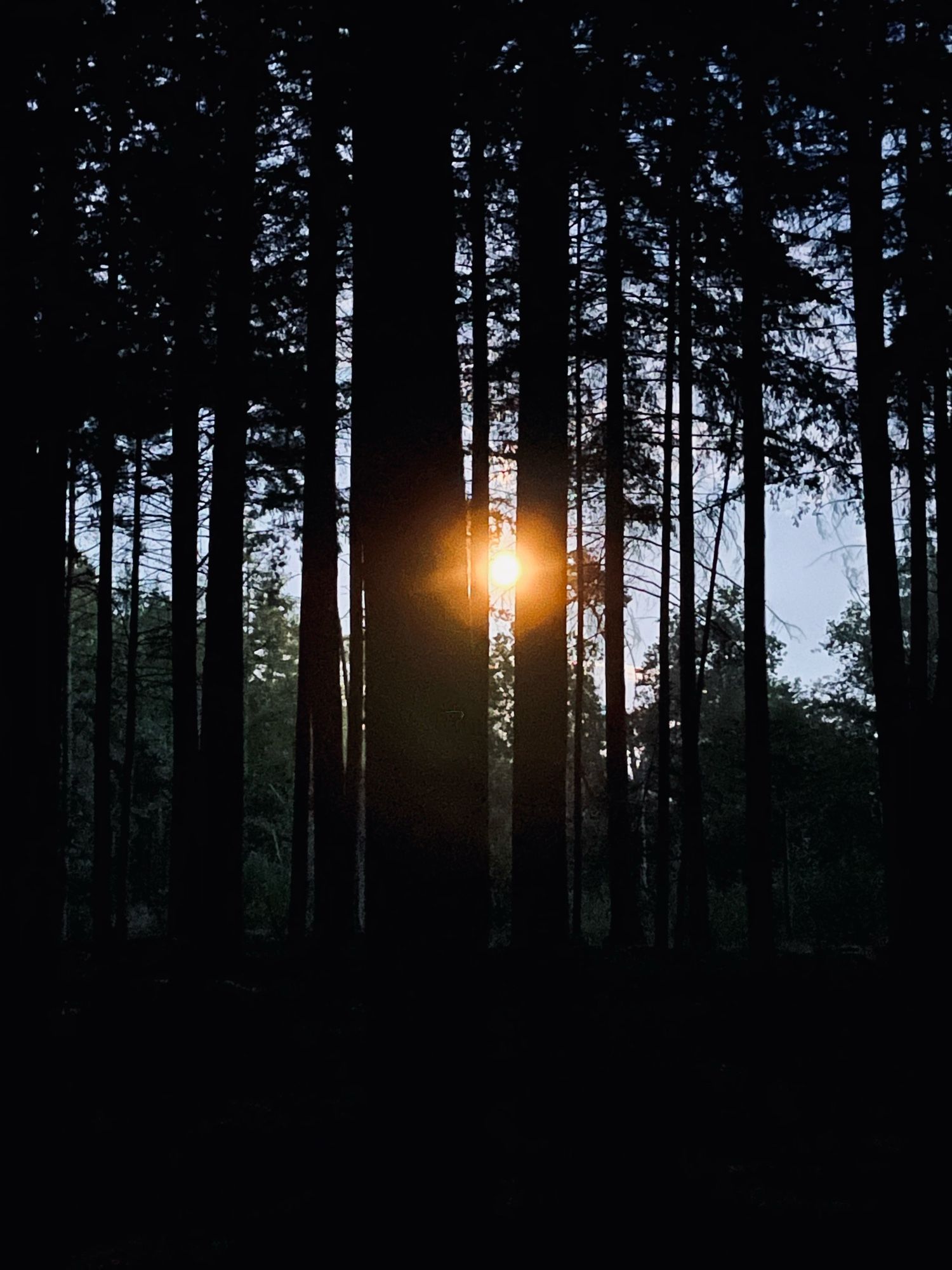 Ein fast Vollmond lugt zwischen Baumstämmen im Wald hervor.