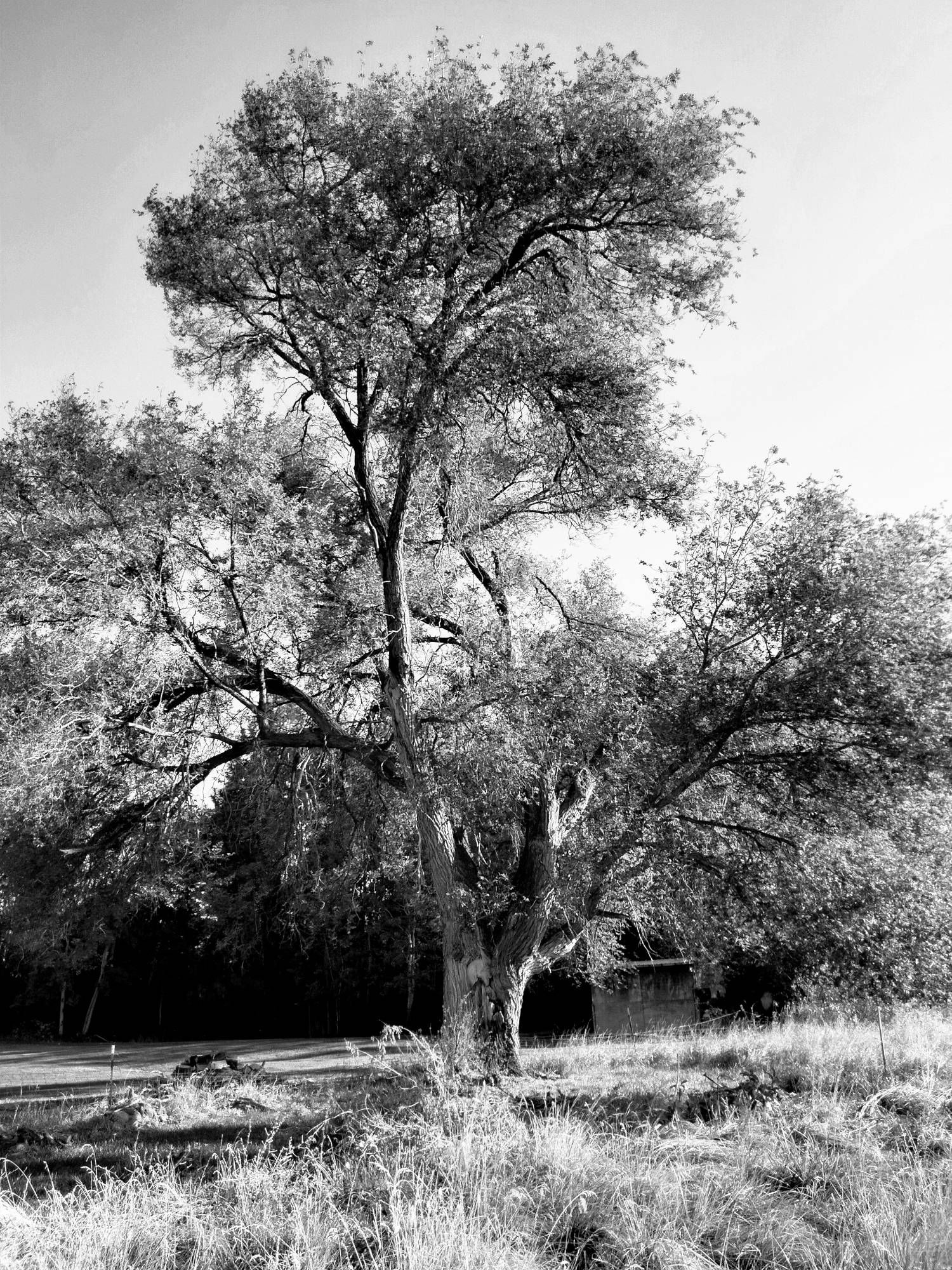 Picture of a large old tree in Naches, WA. Applied black and white filter.