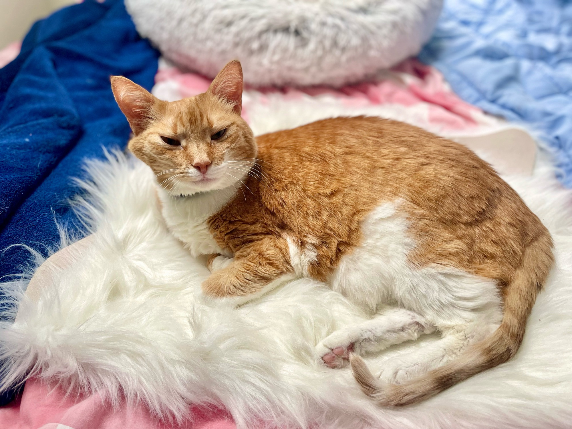 An orange tabby cat with white paws lies on her side on a white faux fur rug. Her head is up and her eyes are half-closed because she is sleepy but wants to be petted