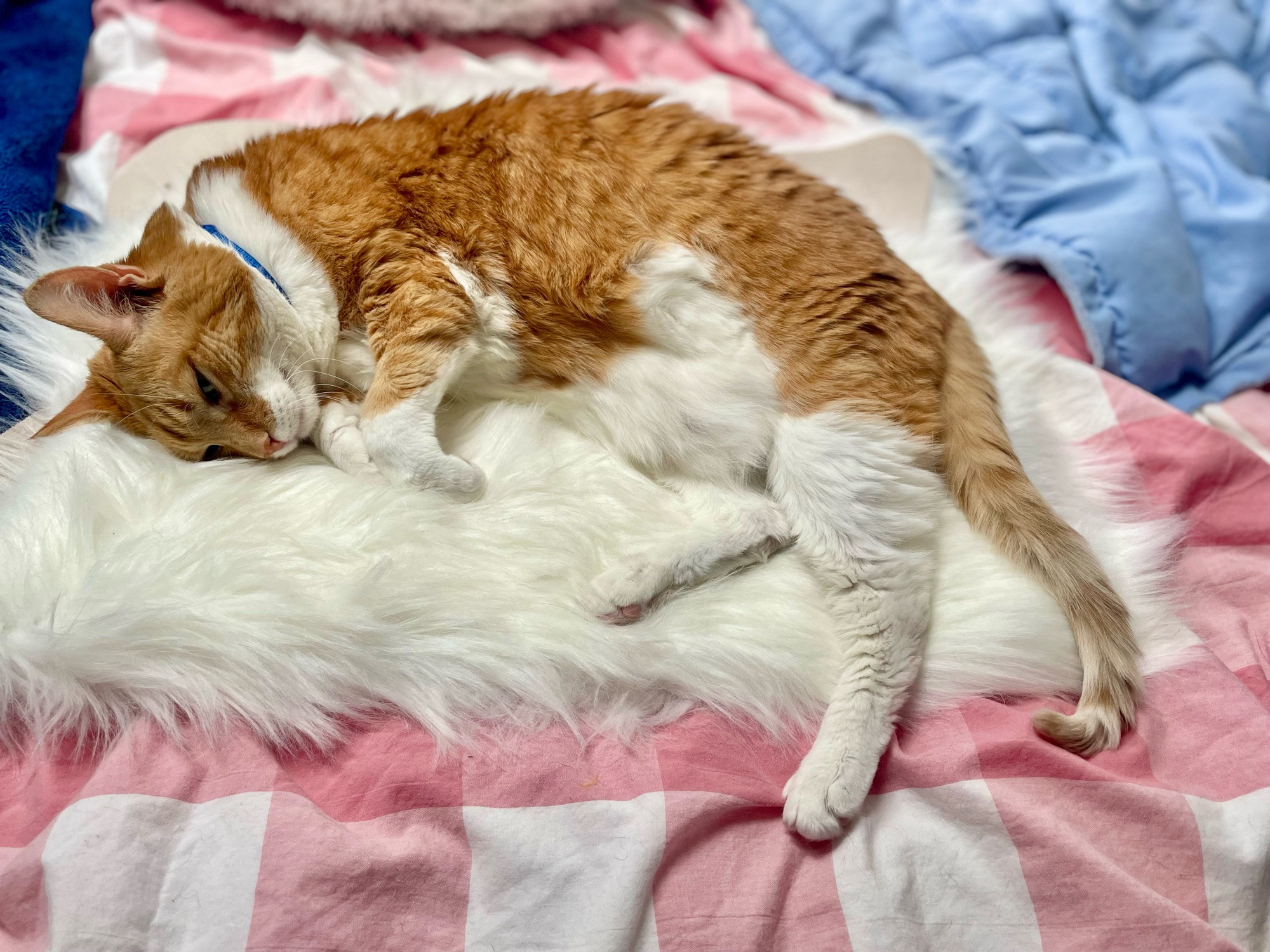 An orange tabby cat with white paws flops cutely on her side on top of a white faux fur rug