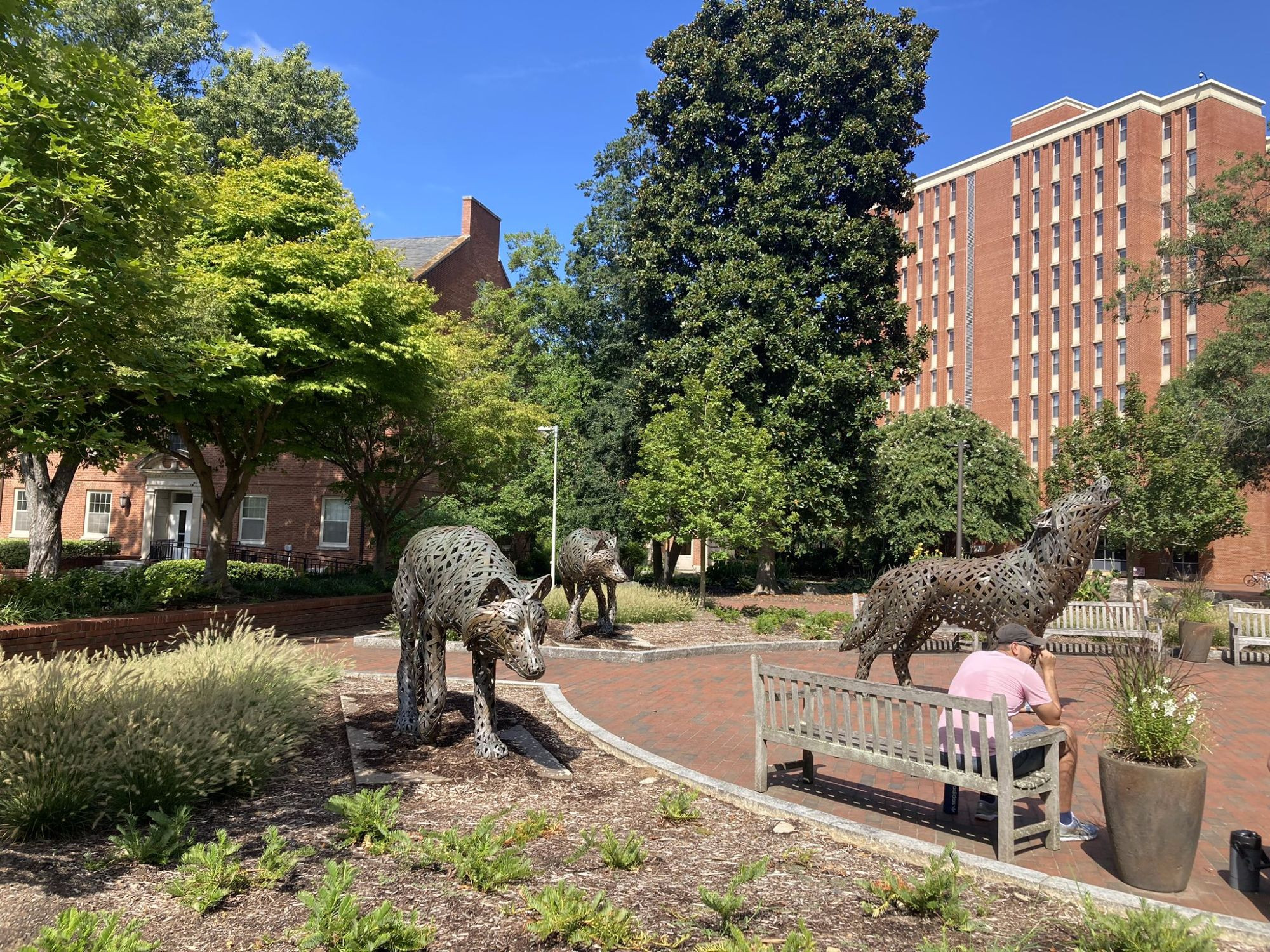 Wolf statues on NC State's campus