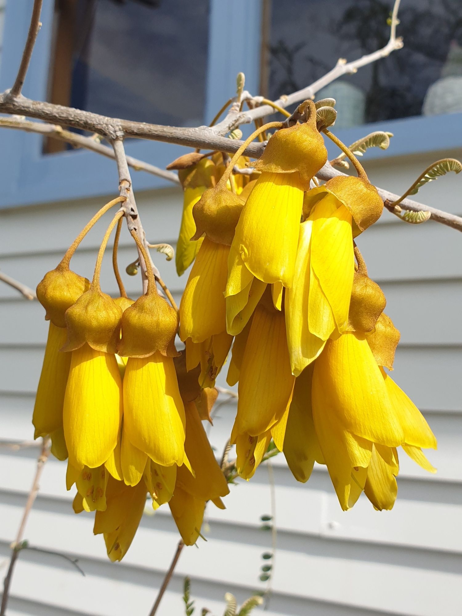 Close up of kōwhai flowers on the branch.