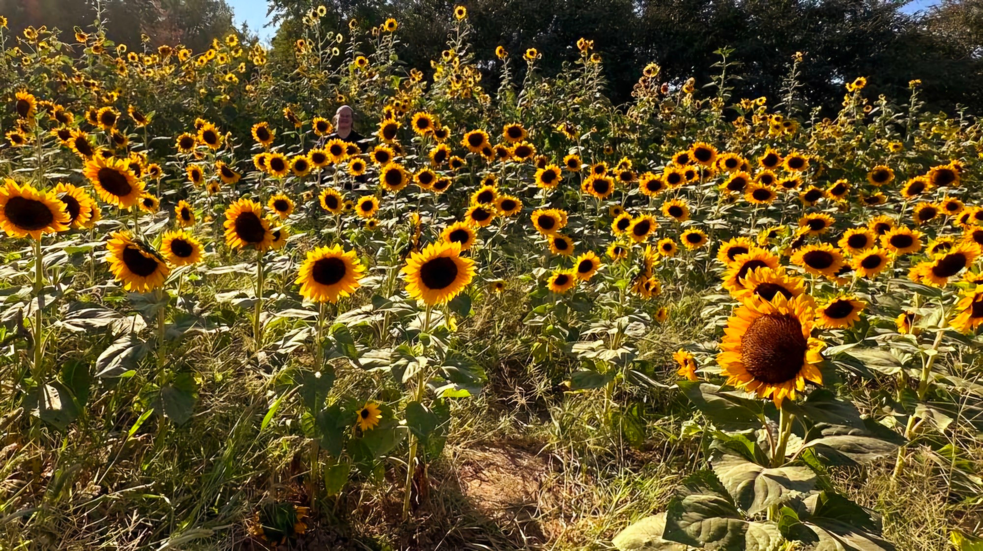 Sunflowers are my favorite!