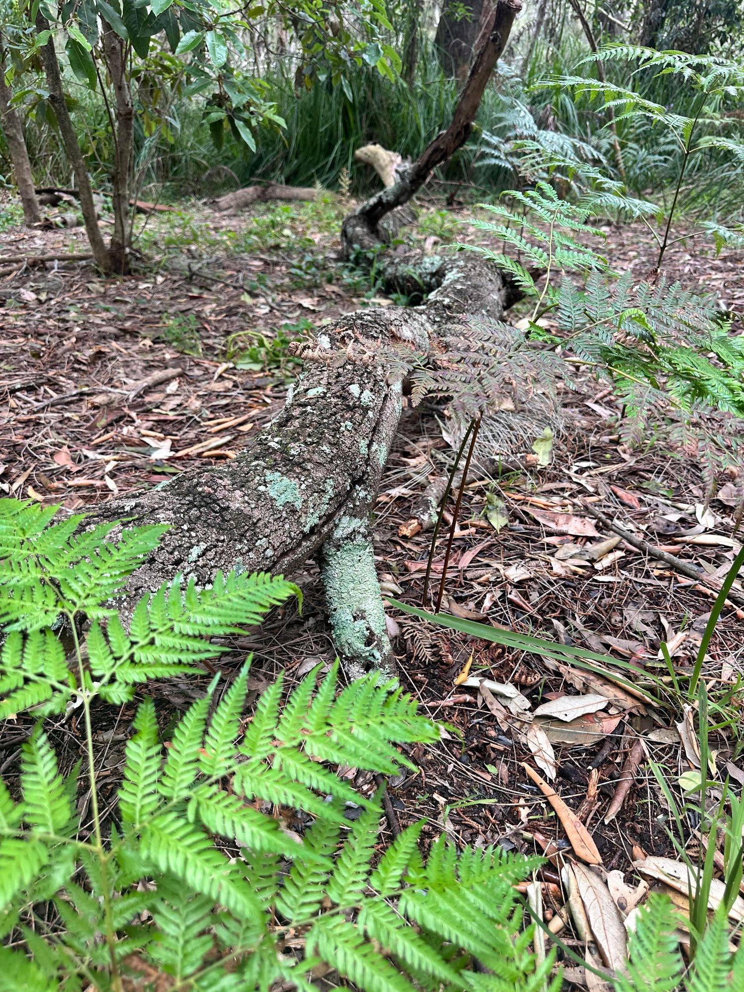 Flavoparmelia caperata on a fallen log