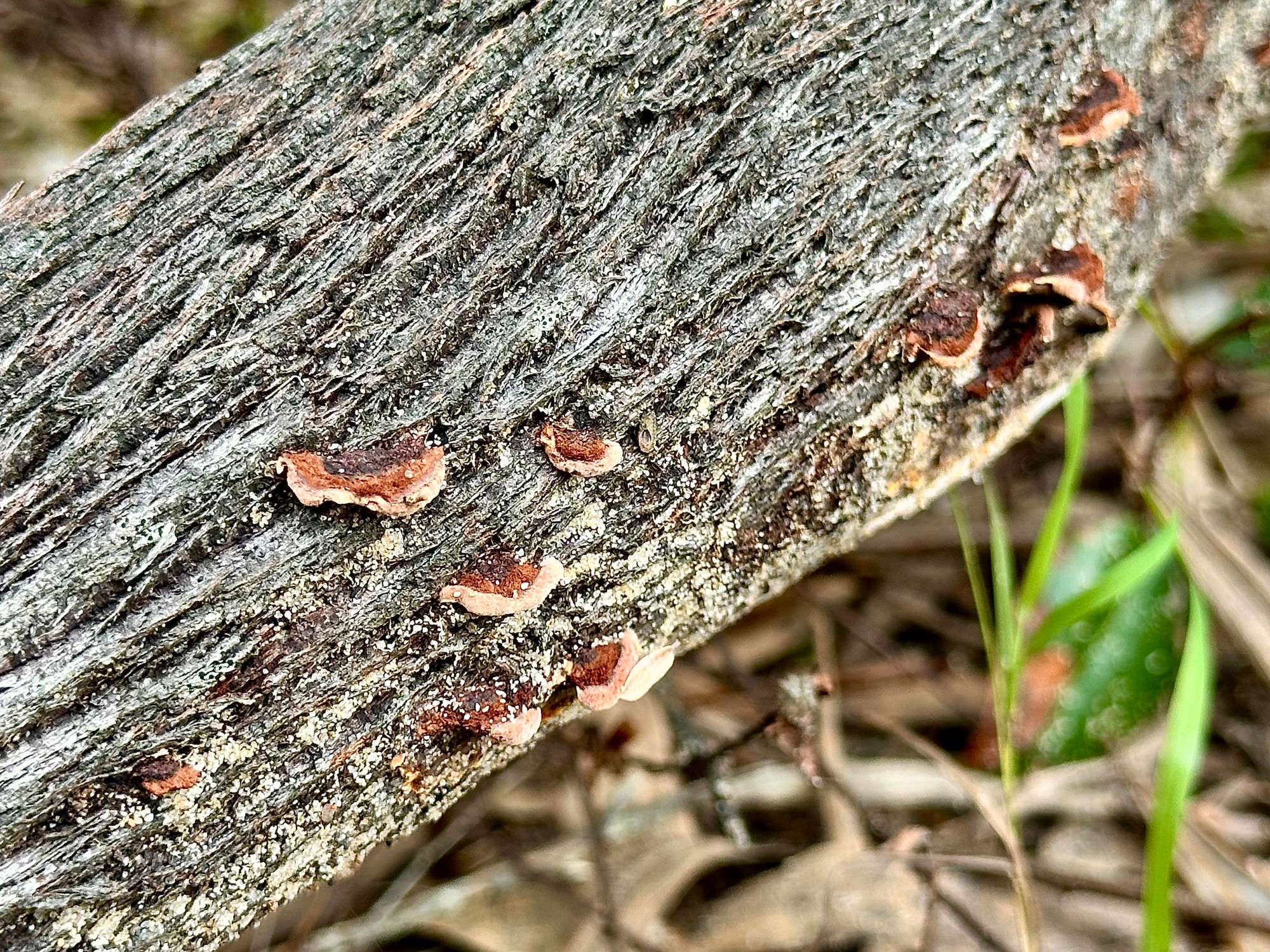 Fungus