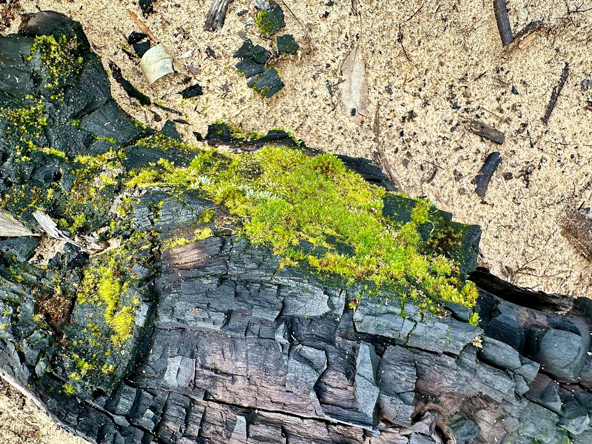 Moss on a charred dead stump