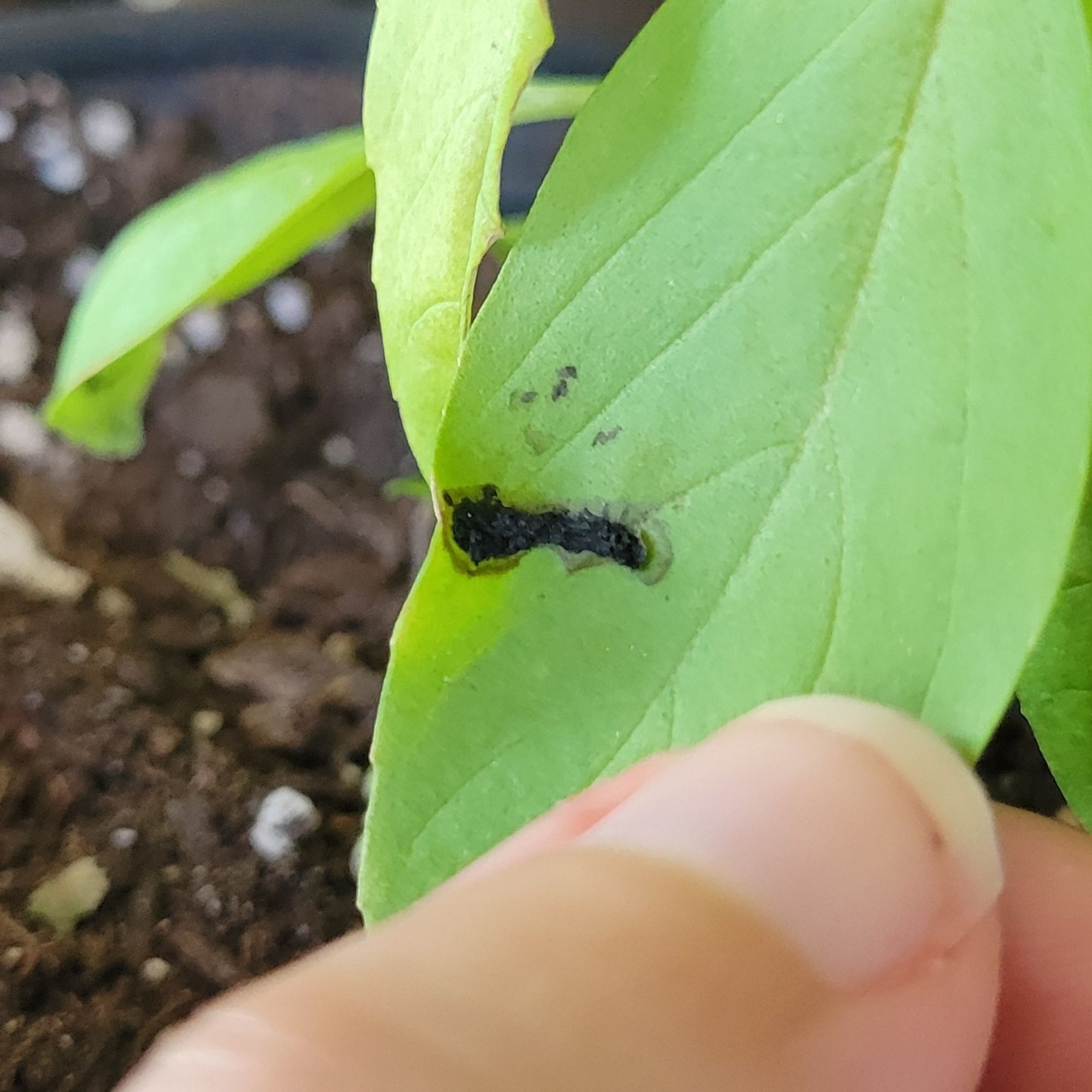 The top of a basil leaf, with a smear of a sticky black substance stuck to it. It looks kinda like bird poop.