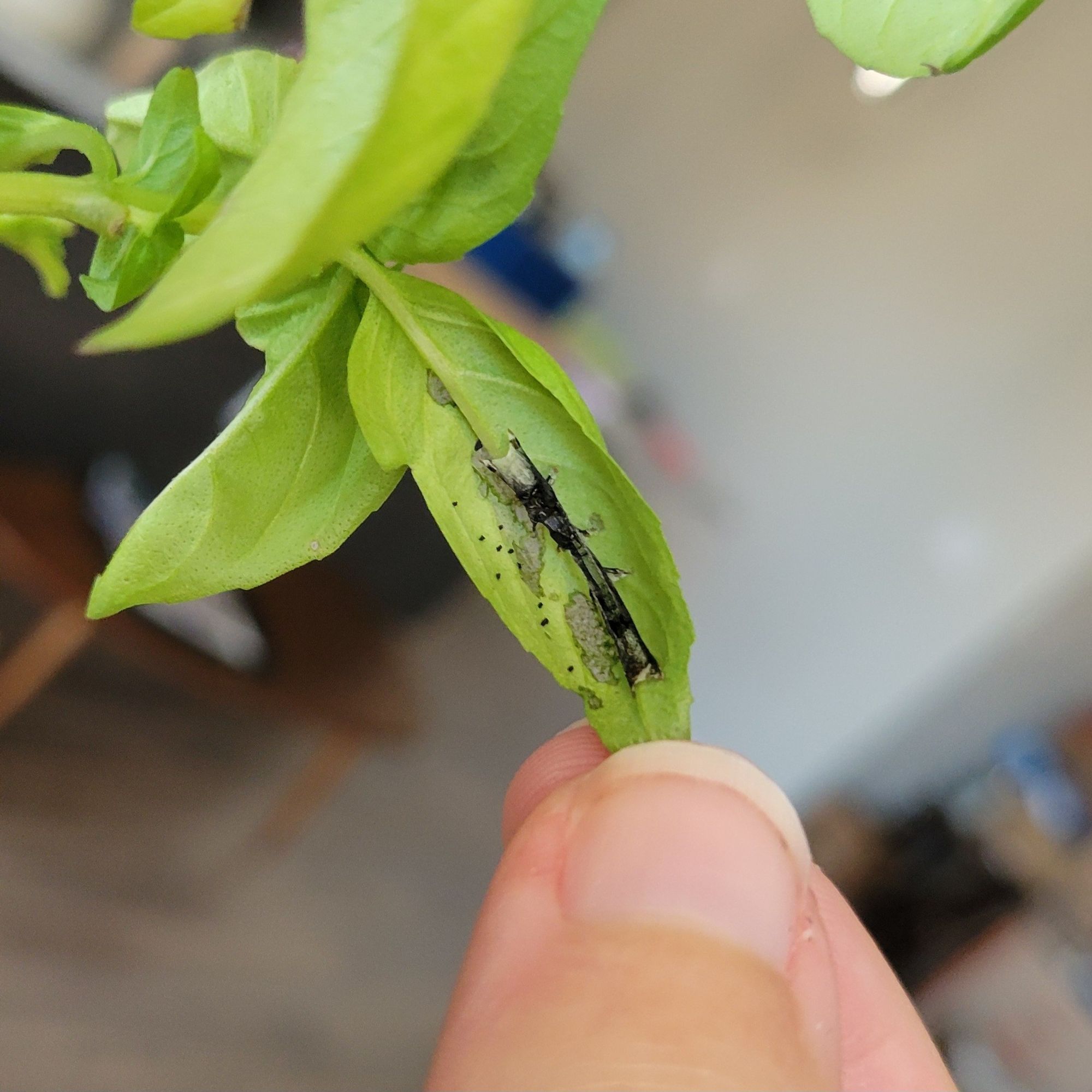 The underside of a thin basil leaf. There is a black, sticky substance right along the leaf stem, alongside some very small, black dots. Some of the leaf appears semi-transparent, being half-eaten.