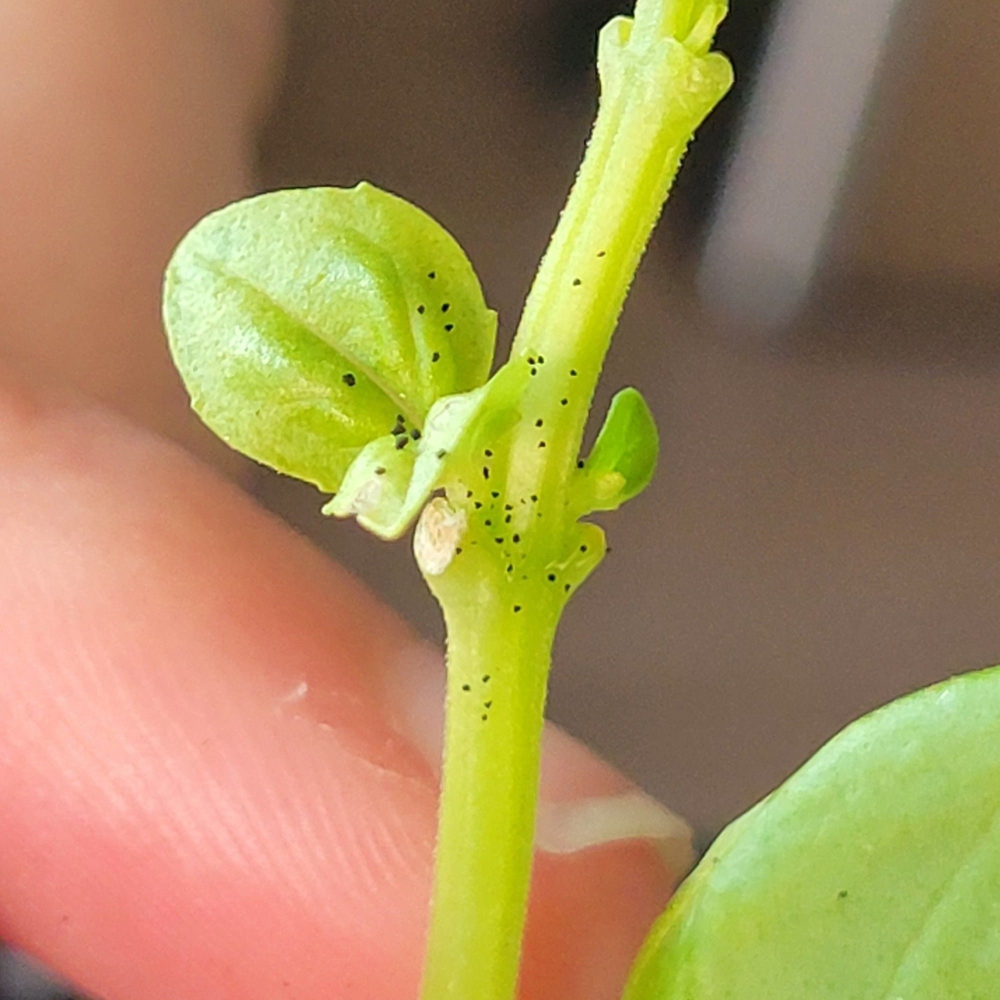 The stem of a basil plant, covered with lots of tiny, black dots. Each dot is smaller than a poppy seed.