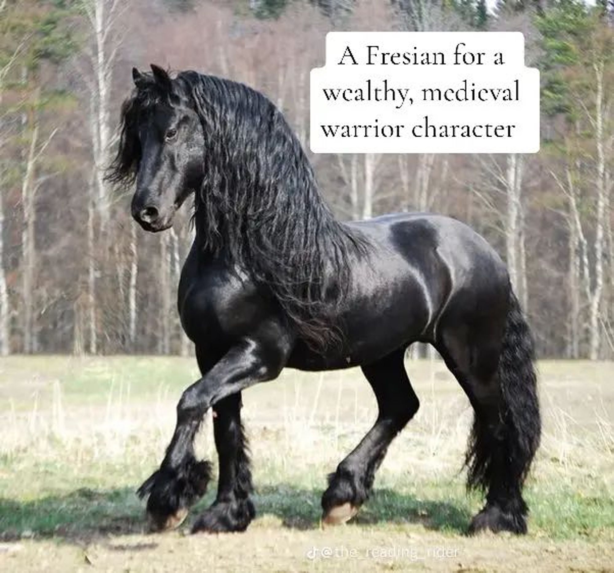 "A Friesian for a wealthy, medieval warrior character" superimposed over a Fresian horse. This is a breed that historically has had many colors but experienced a number of bottlenecks and now is "all black" with very few white markings allowed. They still have the recessive extension in the population so every now and then a red Friesian pops out. Please do not make your medieval warrior character ride a Friesian unless you are trying to be satirical and ironic. This breed of horse was developed as a cart horse, has cart horse movement, and a cart horse build. They're fancy carriage horses with a slippery slope slide of a back.