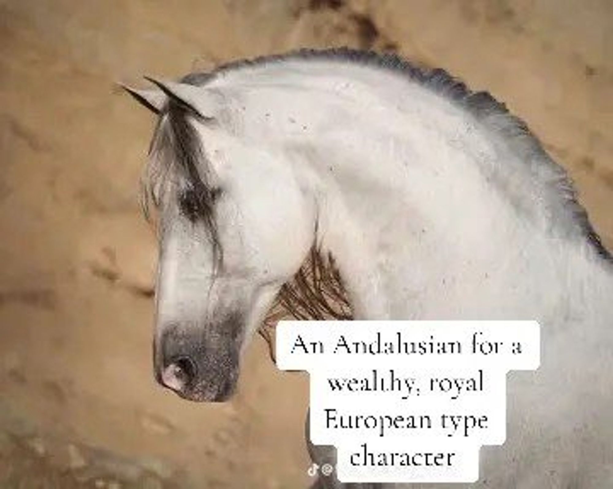 "An Andalusian for a wealthy, royal European type character" superimposed over a greying Andalusian horse with the big cresty neck. This is like... marginally okay but also this type of horse is very specifically an Iberian horse. It isn't a destrier type, not really. If you look at how they're used, they were developed in Iberica as very nimble guerilla mounts in the mountains of the peninsula. Monks living in the mountains actually managed to preserve some of the oldest types of Iberian horses, which are really cool. And in Portugal their Iberian type, the Lusitano, actually was instrumental in keeping the Roman Empire from ever fully conquering their people. How they trained and kept sharp their war horses was by testing them against bulls -- which is where the tradition of modern bullfighting comes from. This is not the Knight In Shining Armor horse, this is light cavalry for skirmishing.