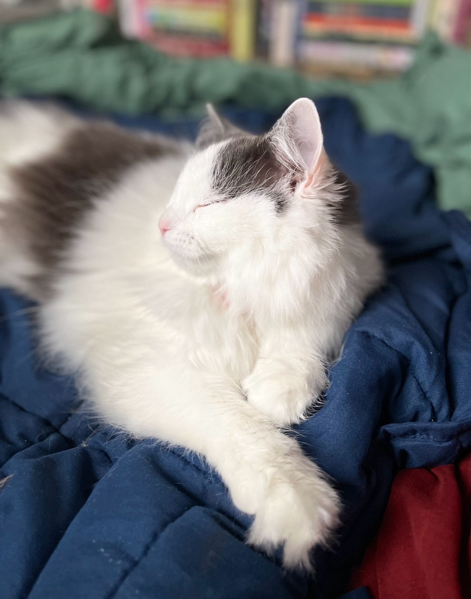 misty asleep in the same spot on the navy blanket. she’s got her arms stretched a little and her head is upright and looking to the left in the image