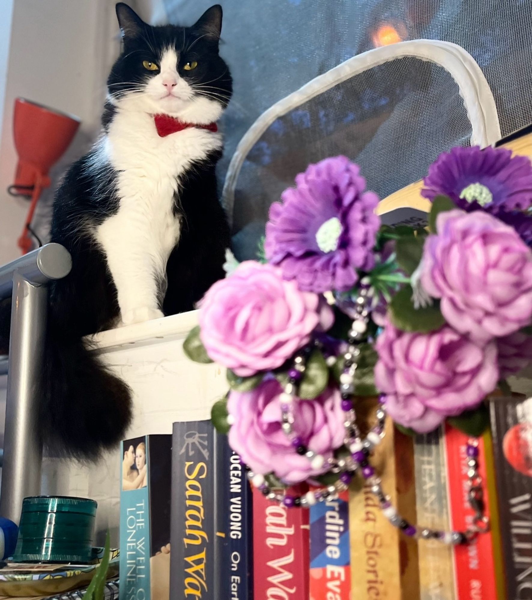 a photo i took showing off asexual jewellery i made hanging off some fake purple and lilac flowers on top some queer books to the right. in focus is worf, my tuxedo longhair in the back. she’s higher up as the image is taken from below. she’s perched on the window sill looking down and judging me with her red bowtie