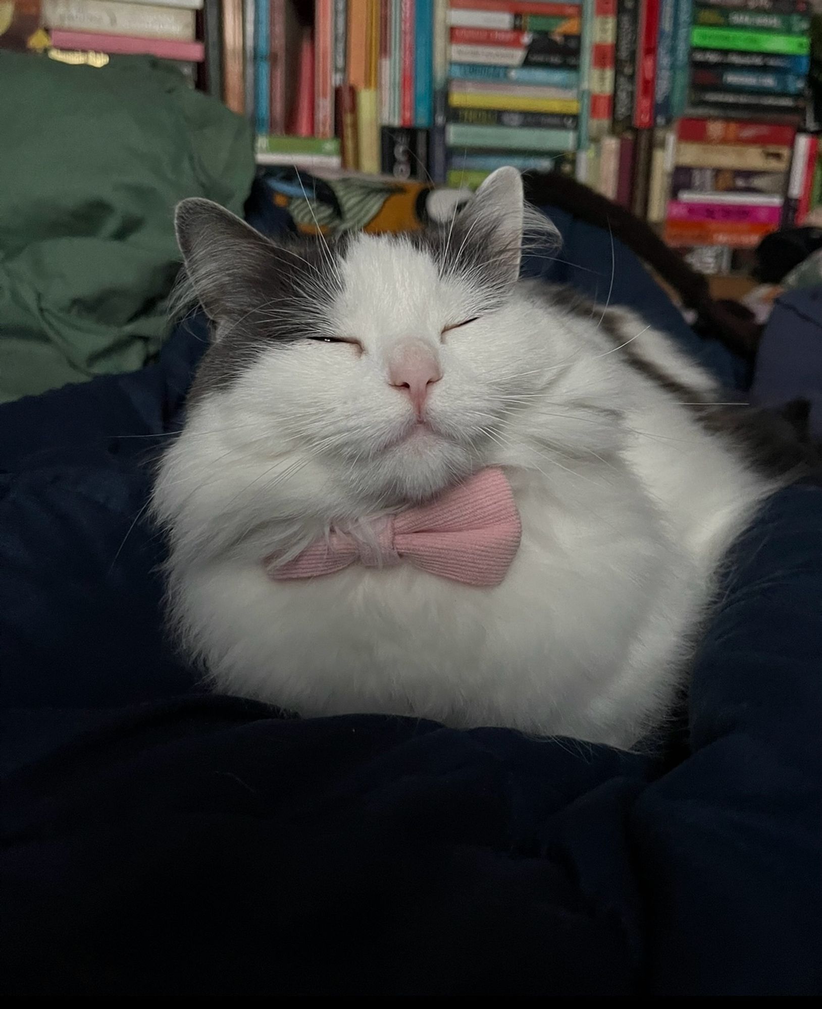 close up of misty in bread form. she is my longhair white n grey cat who recently turned 3 (3 days ago!). she’s wearing a pink bowtie and has her eyes closed but one is ever so slightly peaking open as she’s like “get that fucking camera out my face pls” but she looks SO CUTE !!!!! she’s lay on top a navy weighted blanket ontop green sheets. stacks of books in the back