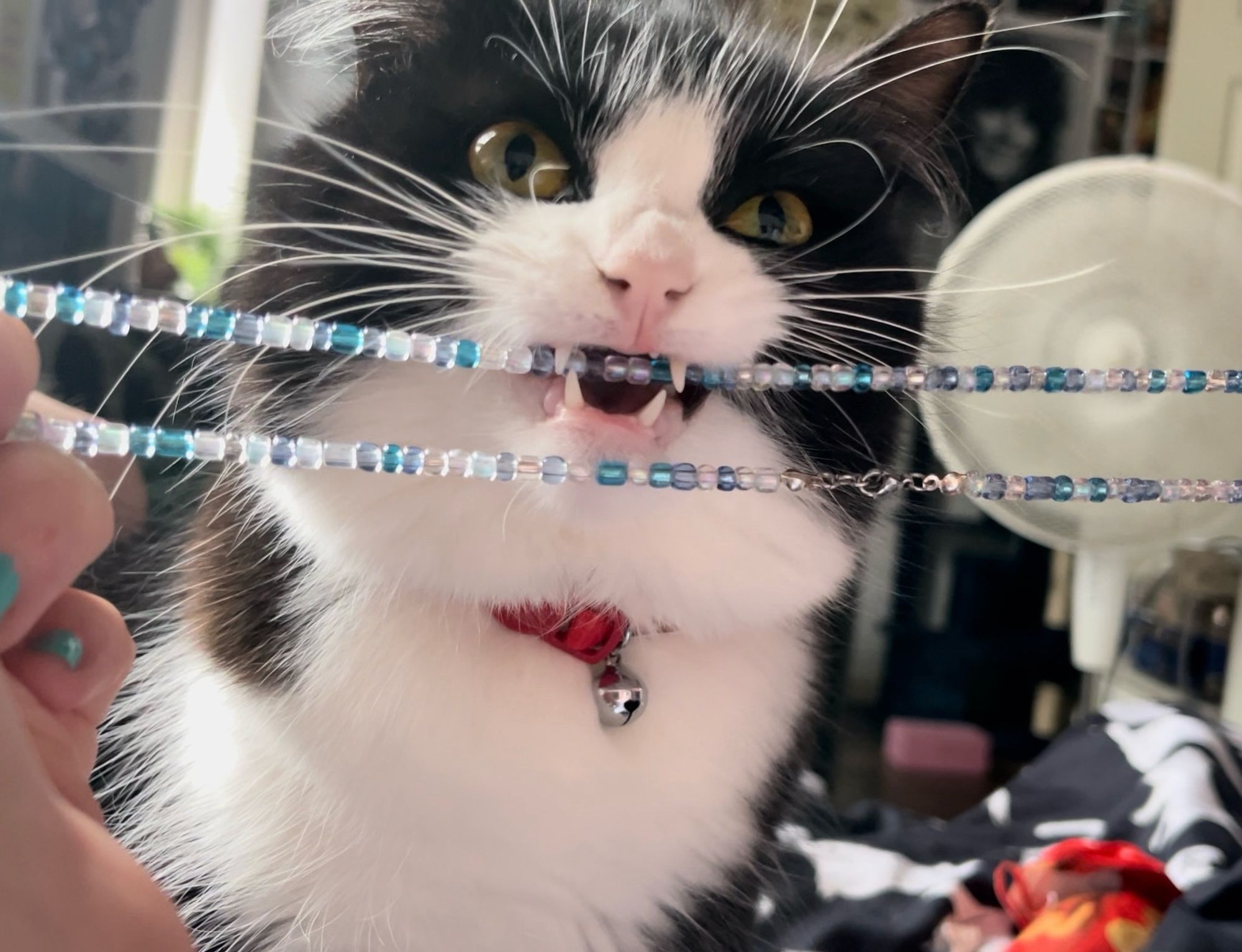 a photo of worfie having a big chomp on one of the necklaces i made. its very pale blues and whites and she has got her big chompers out. she is my tuxedo longhair wearing a red collar here (we have since removed the bell)