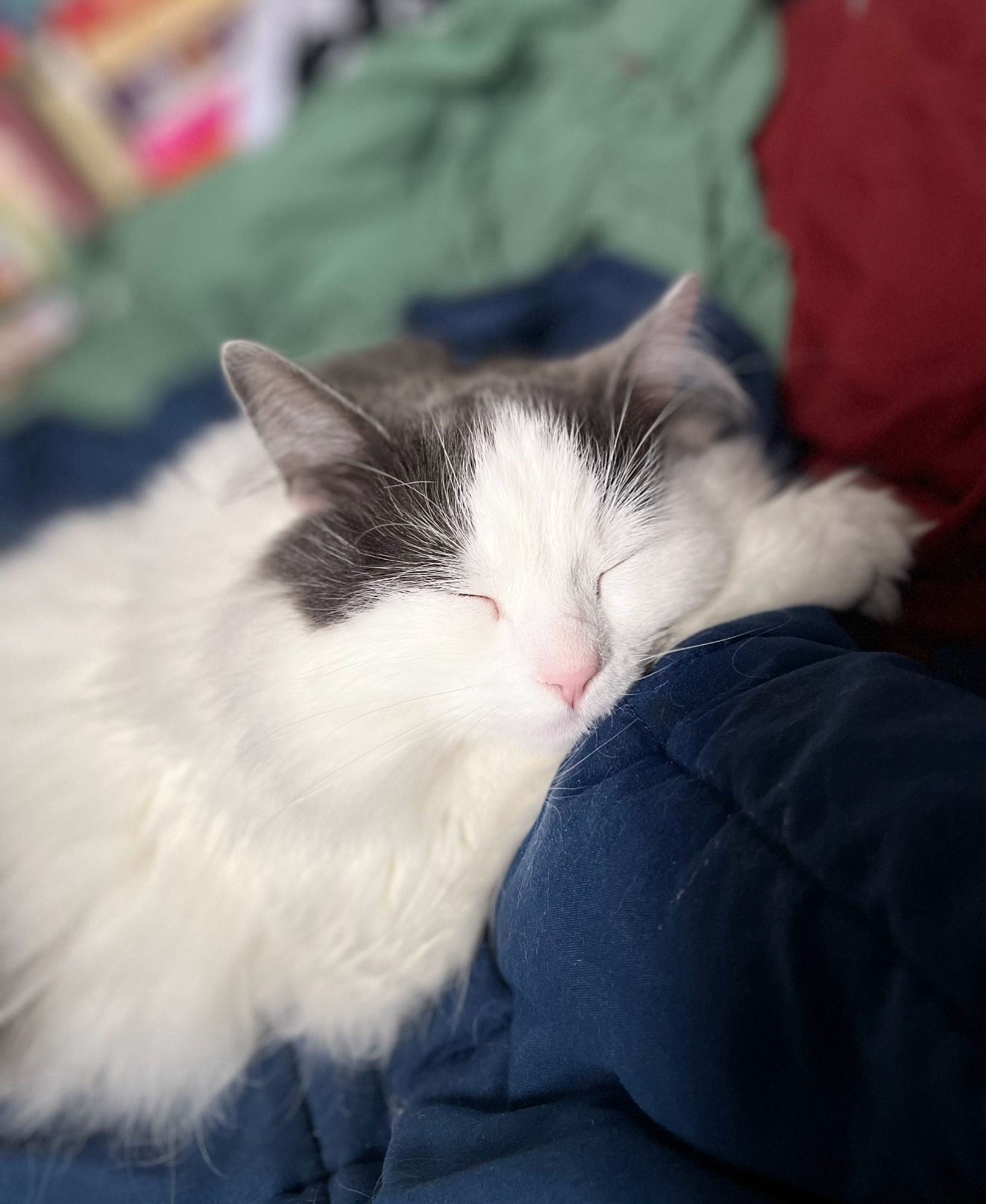 misty, my longhair white n grey. close up of her asleep on a navy weighted blanket on my bed. her head is raised a little resting on her paw.