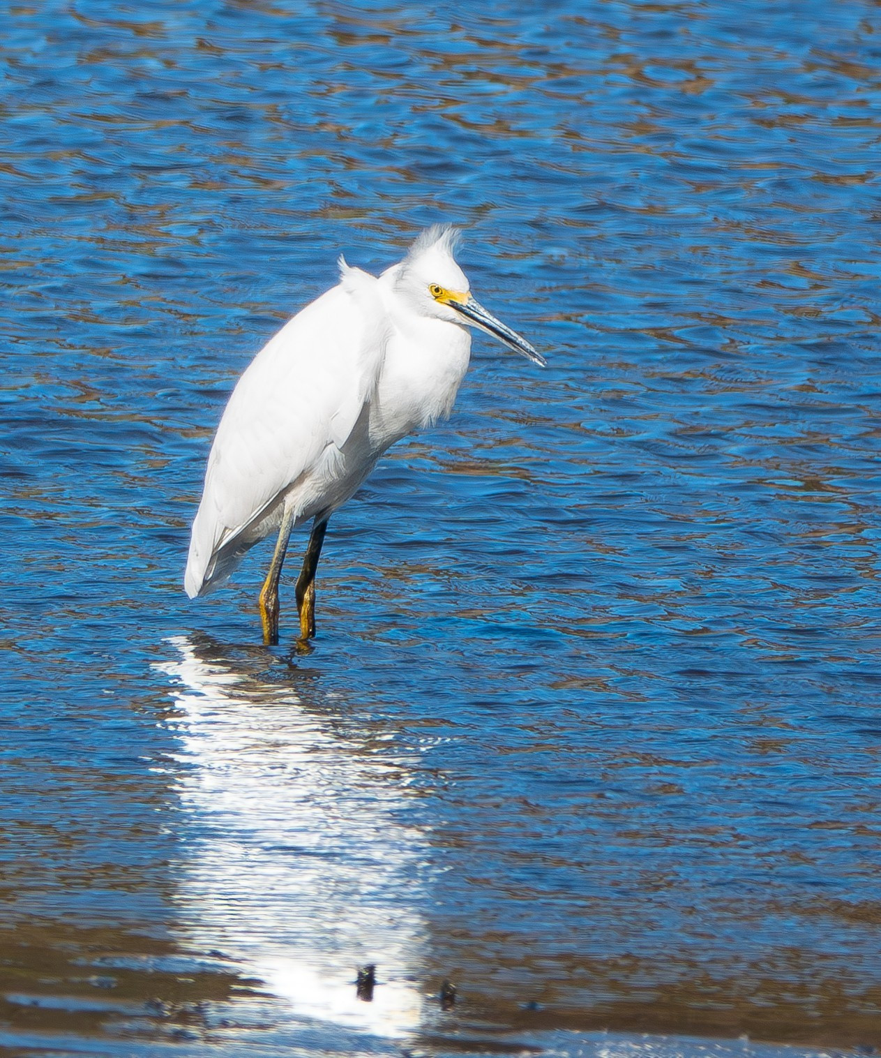 Photo of a snowy egret in shallow pond