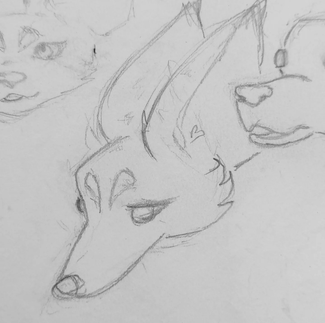 A pencil sketch of a canine head. Delicate and beautiful with a long snout.