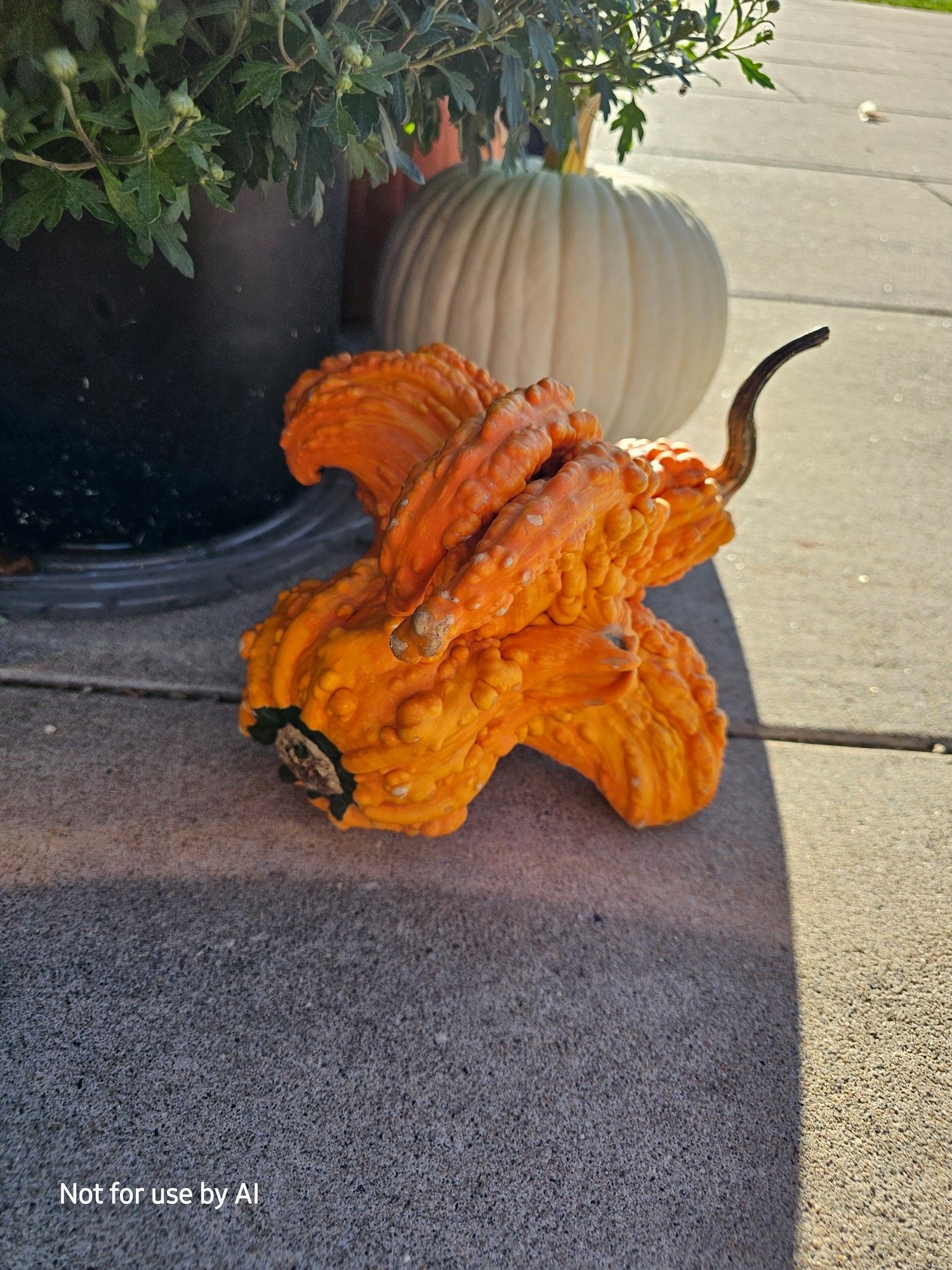 An orange, limbed, warty gourd, sitting on the sidewalk.