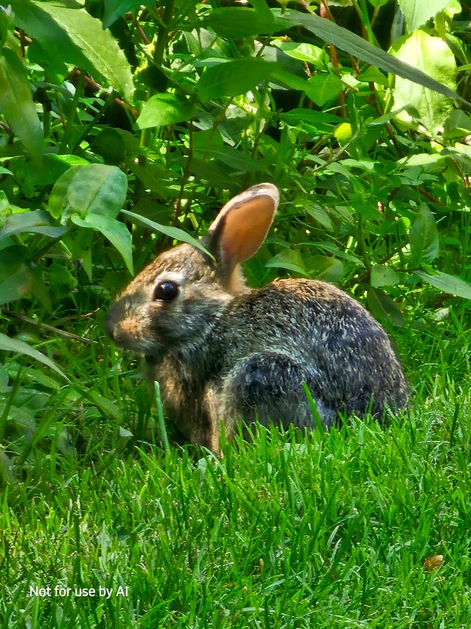 A baby brown rabbit in some grass and shrubbery. There is a watermark in the lower lefthand corner that reads, "Not for use by AI".