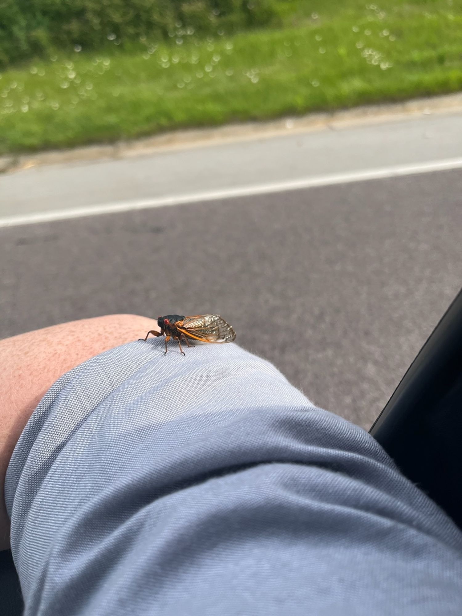 A cicada on my fiancé's arm, hanging out the window of our car in traffic on the 90.