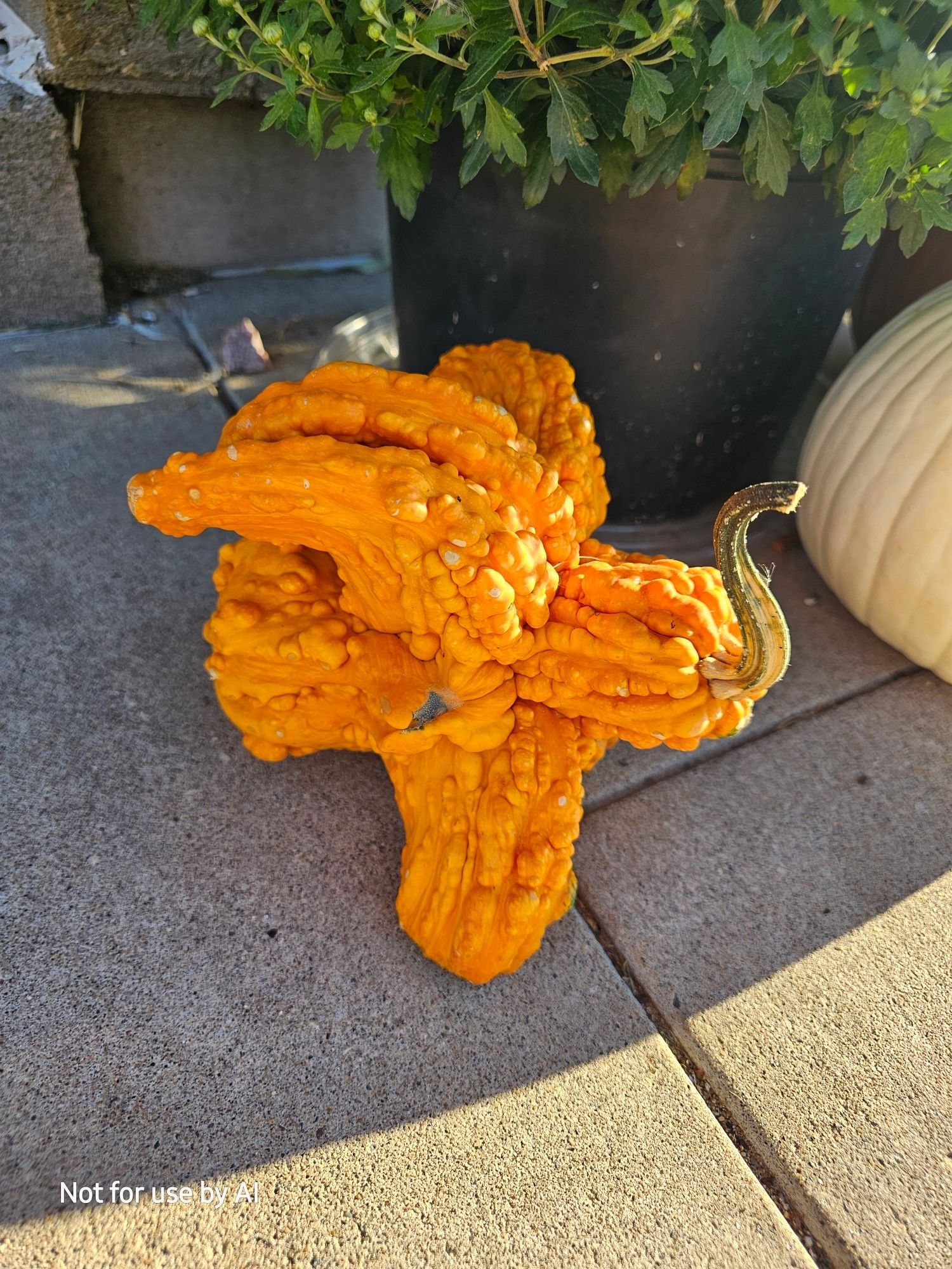 An orange, limbed, warty gourd, sitting on the sidewalk.