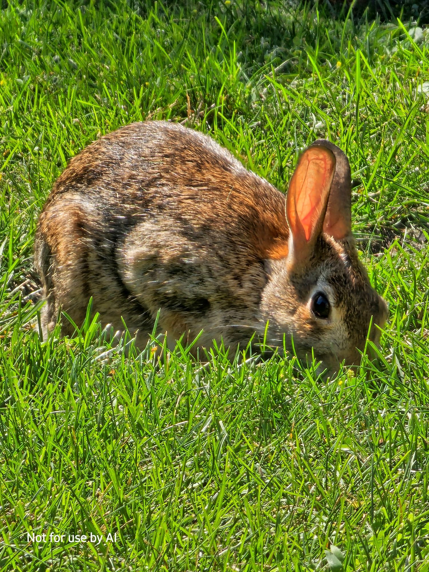 A brown rabbit grazing in our courtyard in the afternoon sunlight. There is a watermark in the lower lefthand corner that reads, "Not for use by AI".