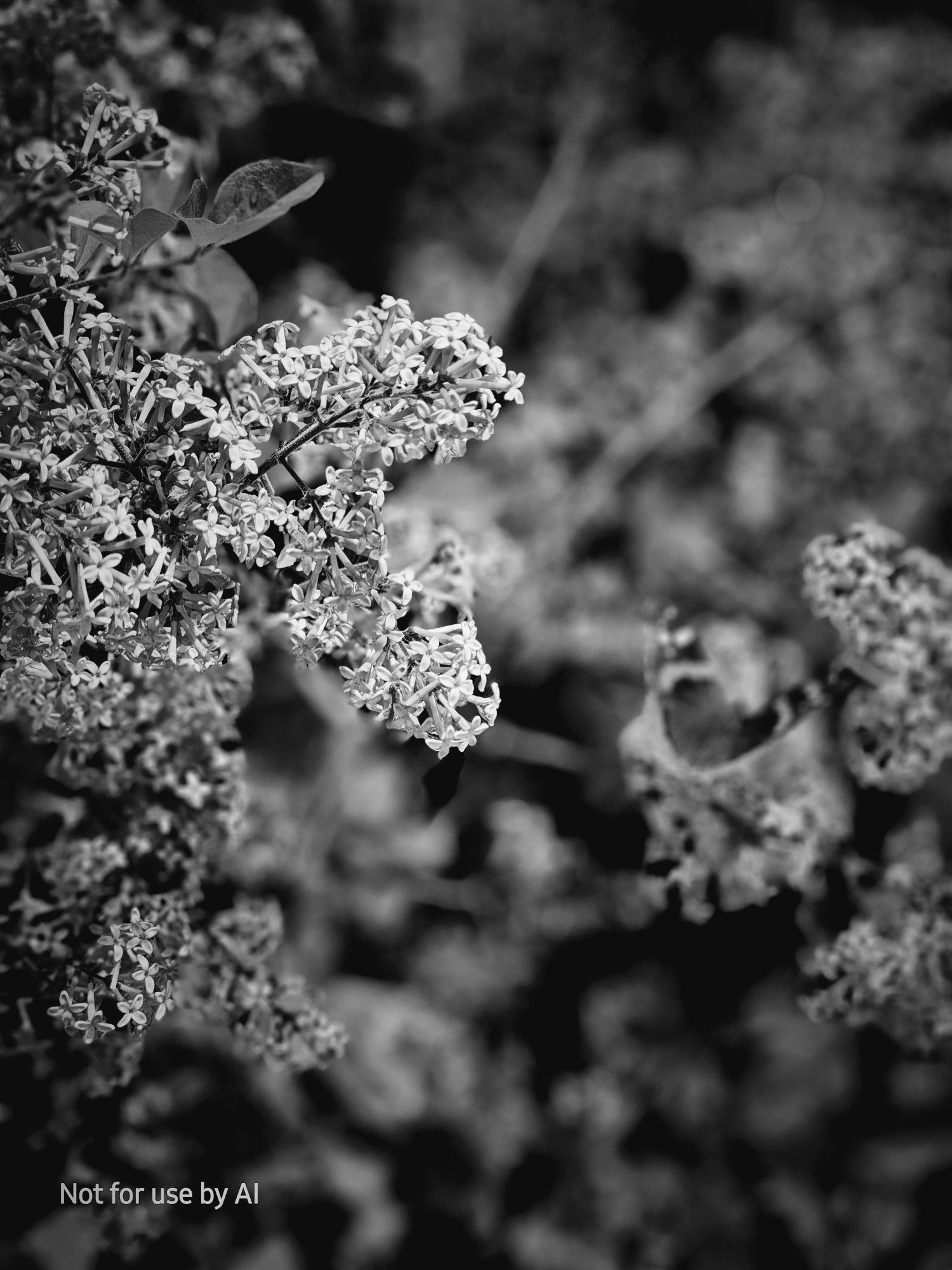 A black-and-white, vignette-shaded picture of an American Lady butterfly on a plant with small pink flowers. The butterfly is in the background and blurred in this photo, with the focus on the flowers in the foreground. There is a watermark in the lower lefthand corner that reads, "Not for use by AI".