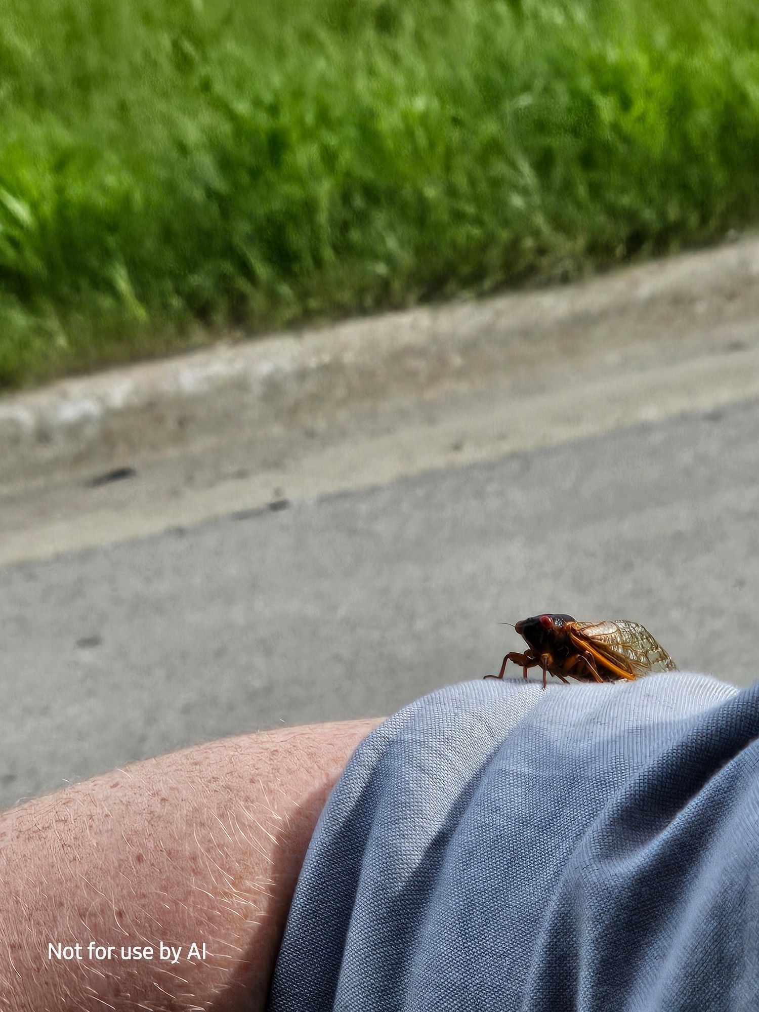 A cicada on my fiancé's arm, hanging out the window of our car in traffic on the 90. There is a watermark in the lower lefthand corner that reads, "Not for use by AI".