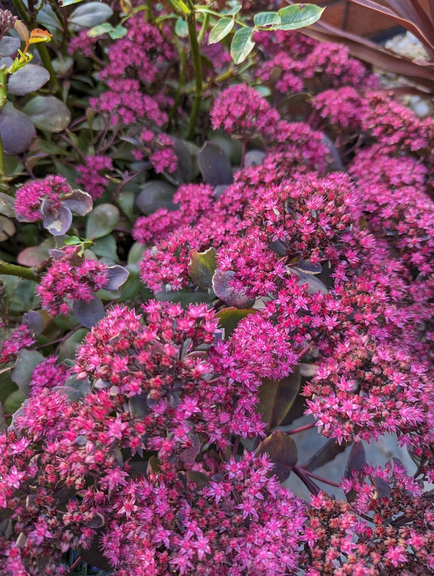 Pink sedum flowers against dark bronze fleshy sedum foliage.