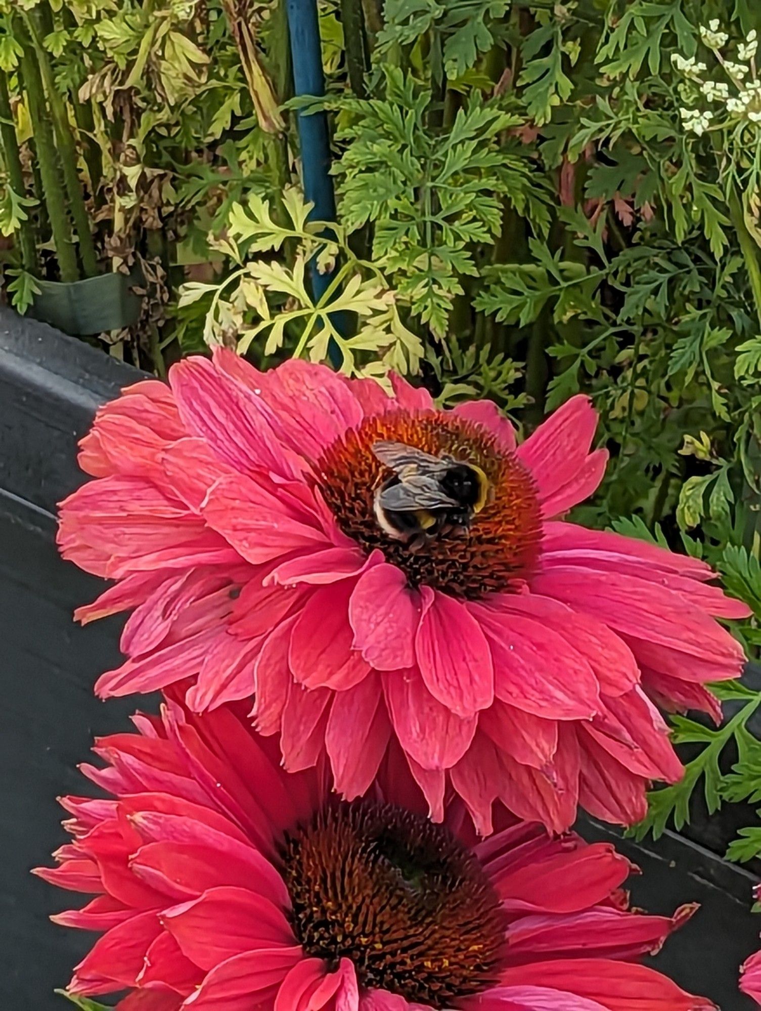 Deep pink echinacea flowers with many pink petals that make the flower look like a large daisy.  The centre is deep orange and the top flower has a bumblebee with a white tail gathering pollen